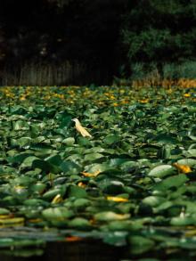 Spot herons, cormorants, pelicans, etc.