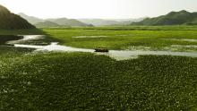 Cruise through Skadar Lake’s tranquil channels