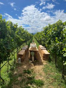 Taste three premium Montenegrin wines