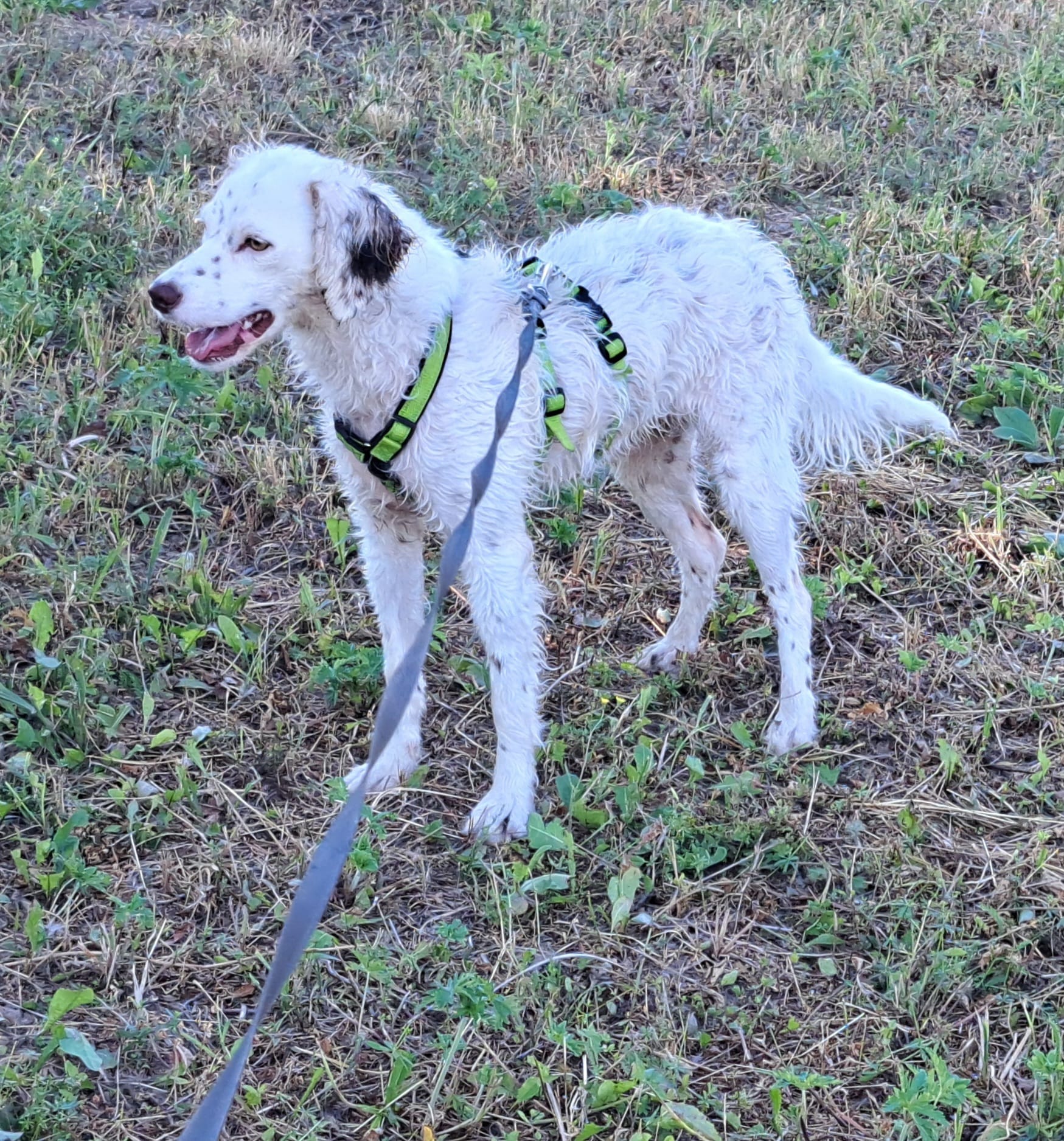 English Setter Mix sucht zuhause, Krambambulli Jagdhundhilfe 