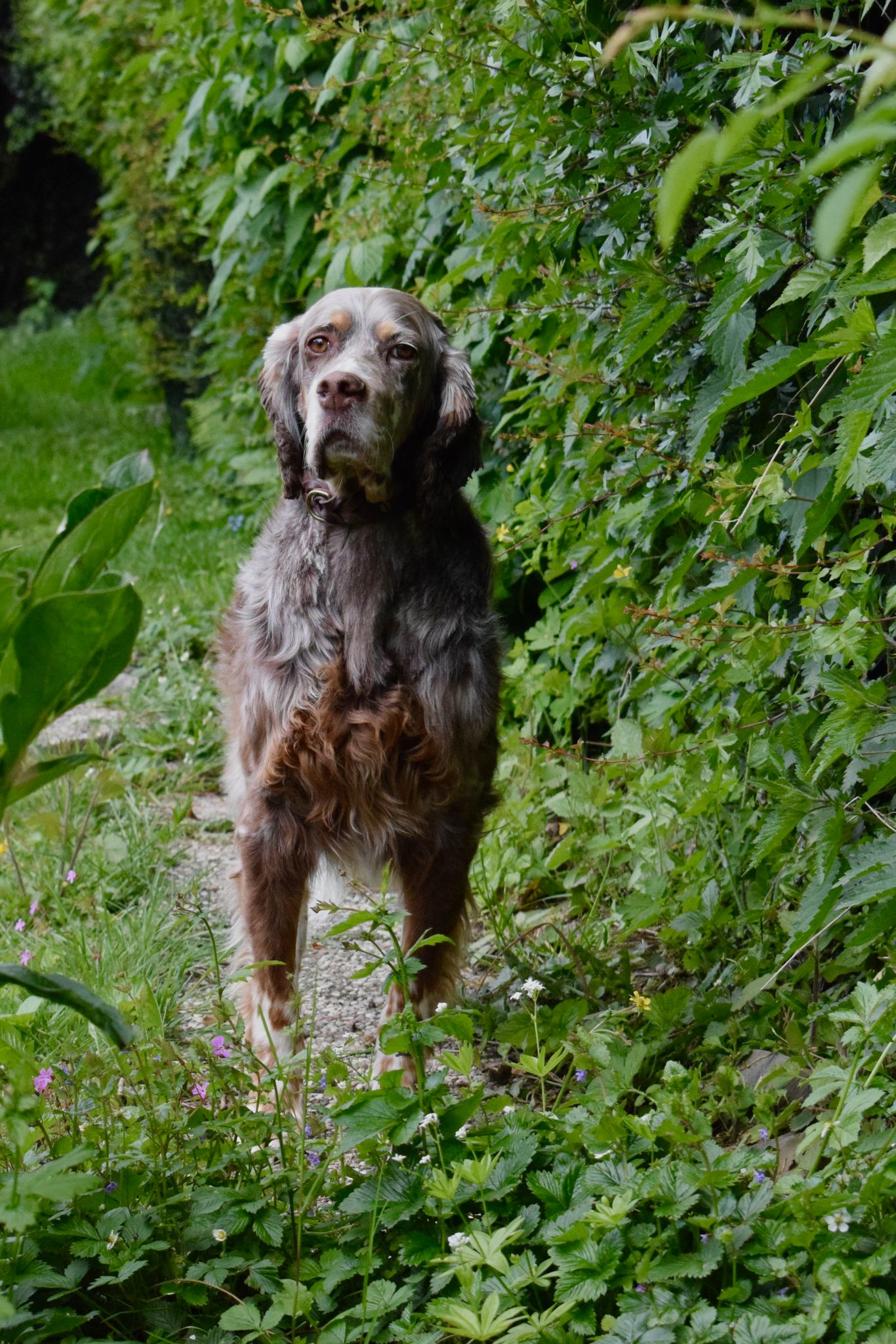 Krambambulli English Setter sucht Zuhause