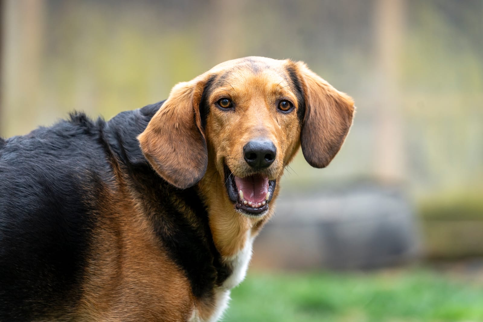 Griechischer Laufhund, Tierschutz, Krambambulli Jagdhundhilfe e.V.
