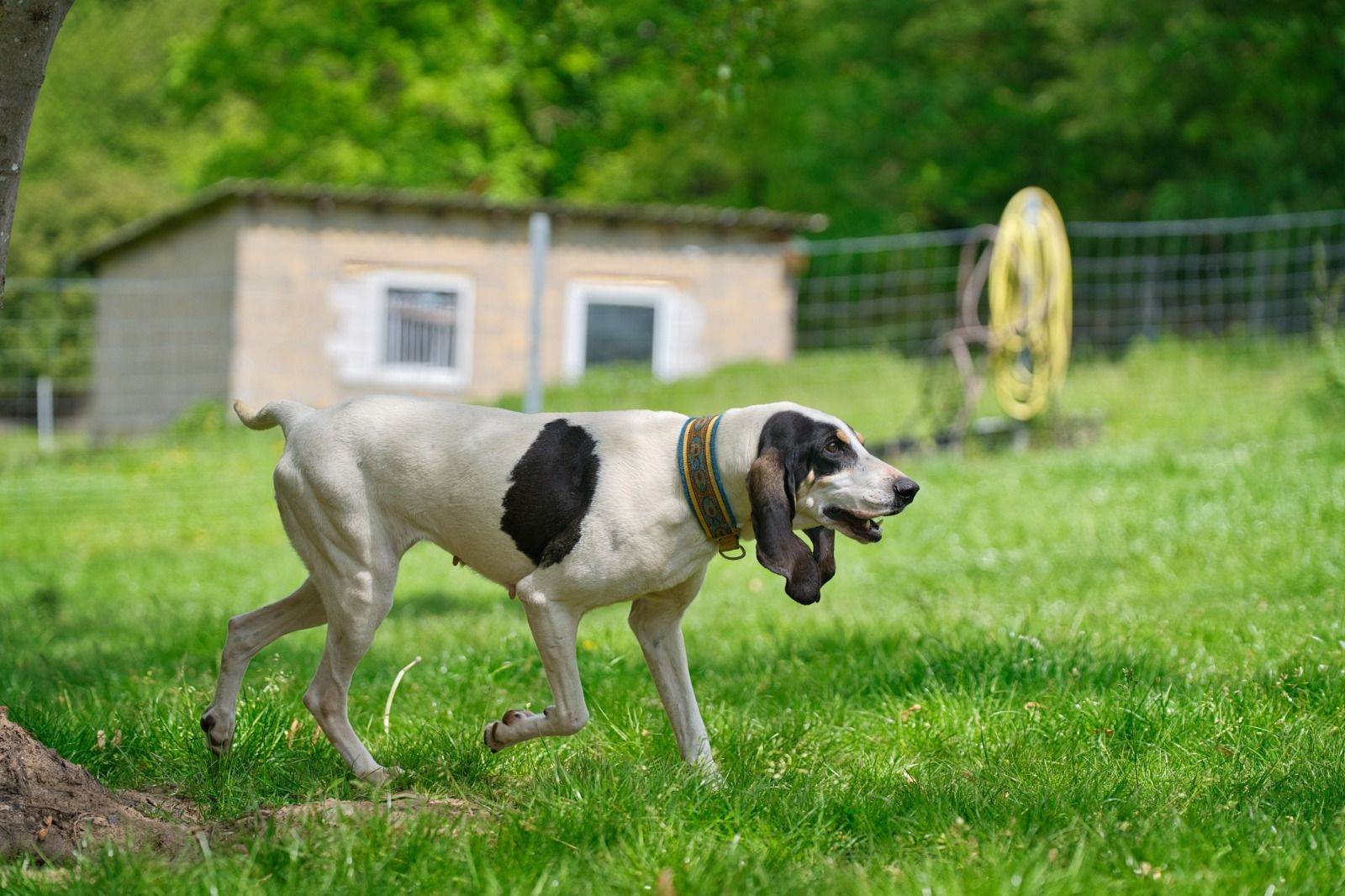 Krambambulli Ariegoise sucht Zuhause
