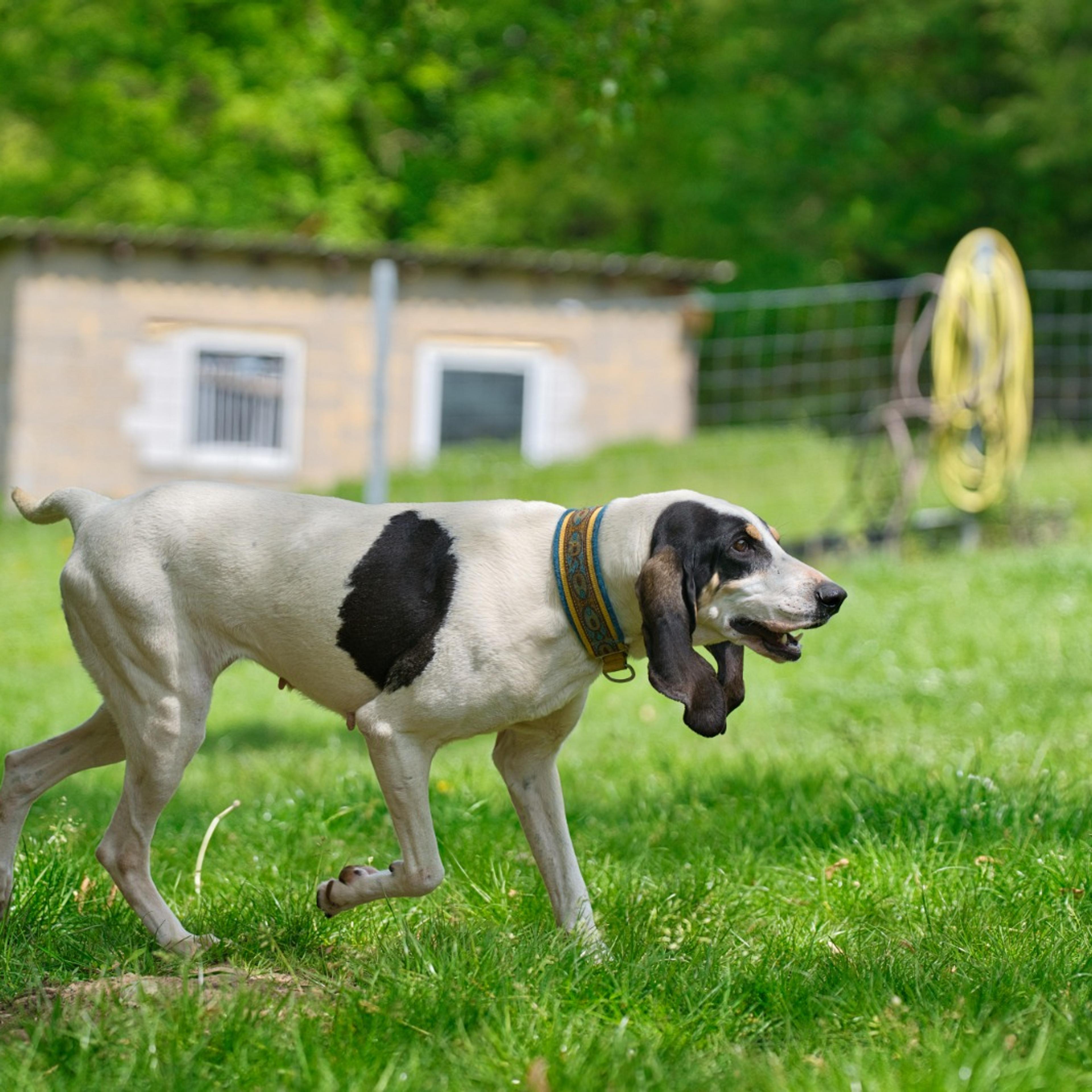 Krambambulli Ariegoise sucht Zuhause