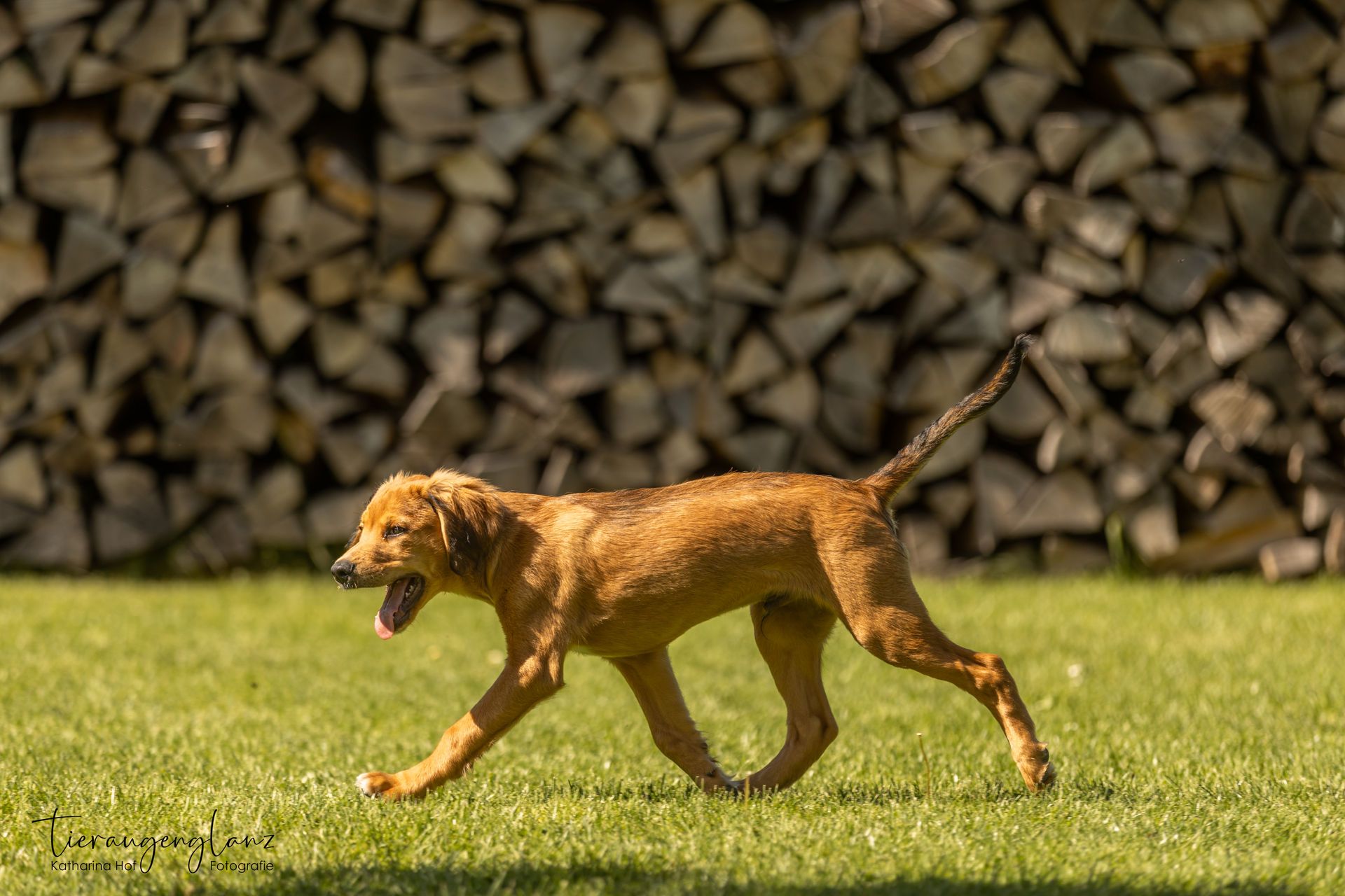 Griechischer Laufhund, Tierschutz, Krambambulli Jagdhundhilfe e.V.