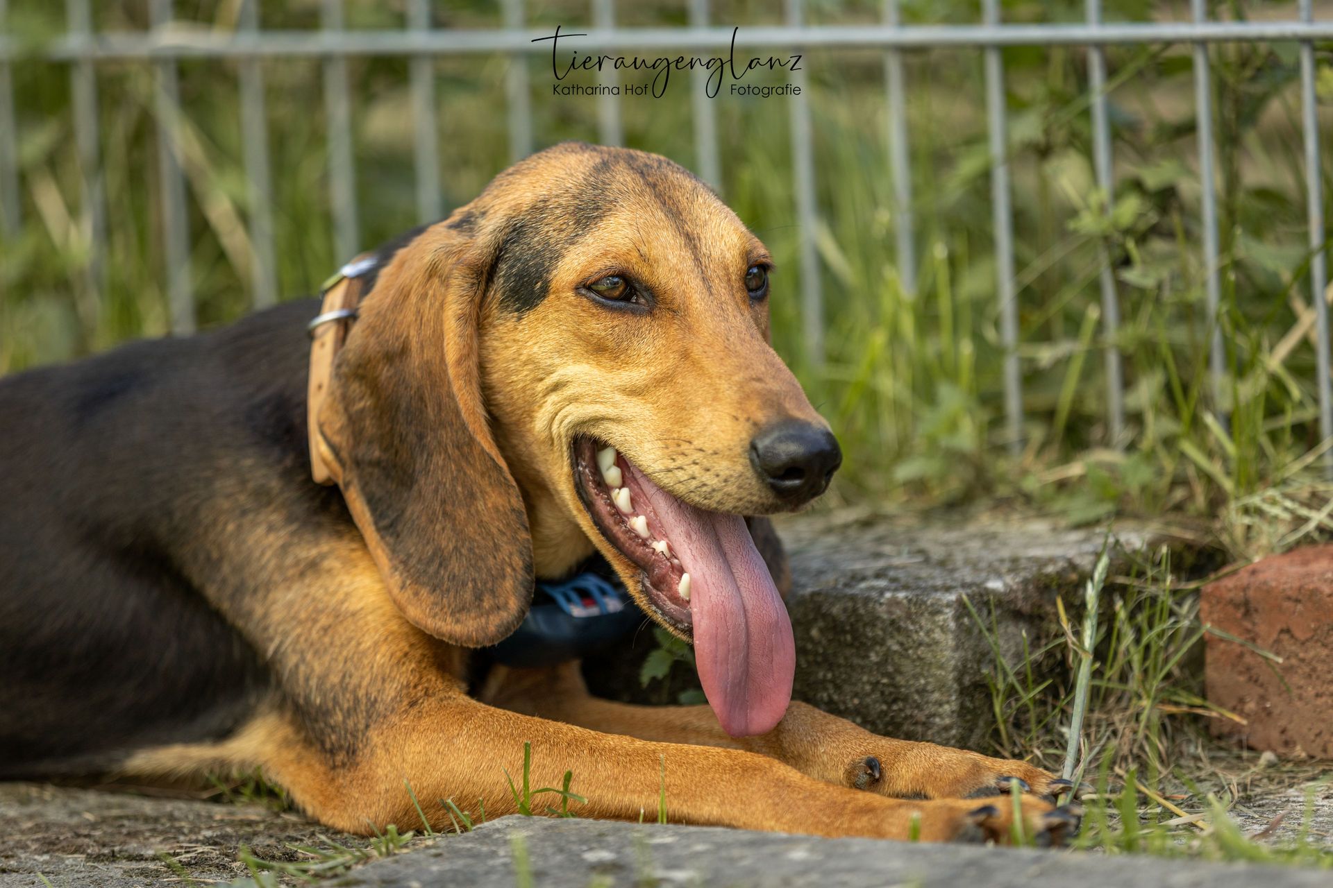 Segugio, Tierschutzhund, Krambambulli Jagdhundhilfe e.V.