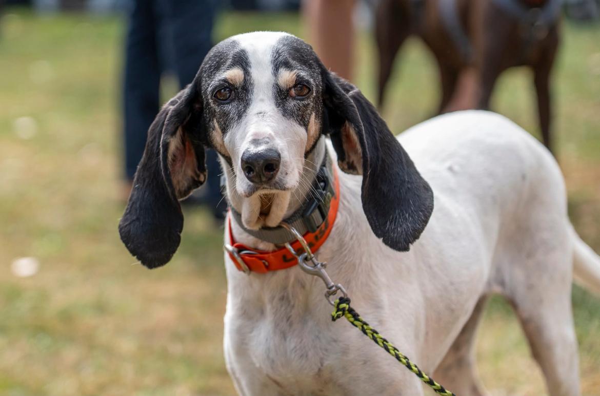 Ariegoise, Tierschutzhund, Krambambulli
