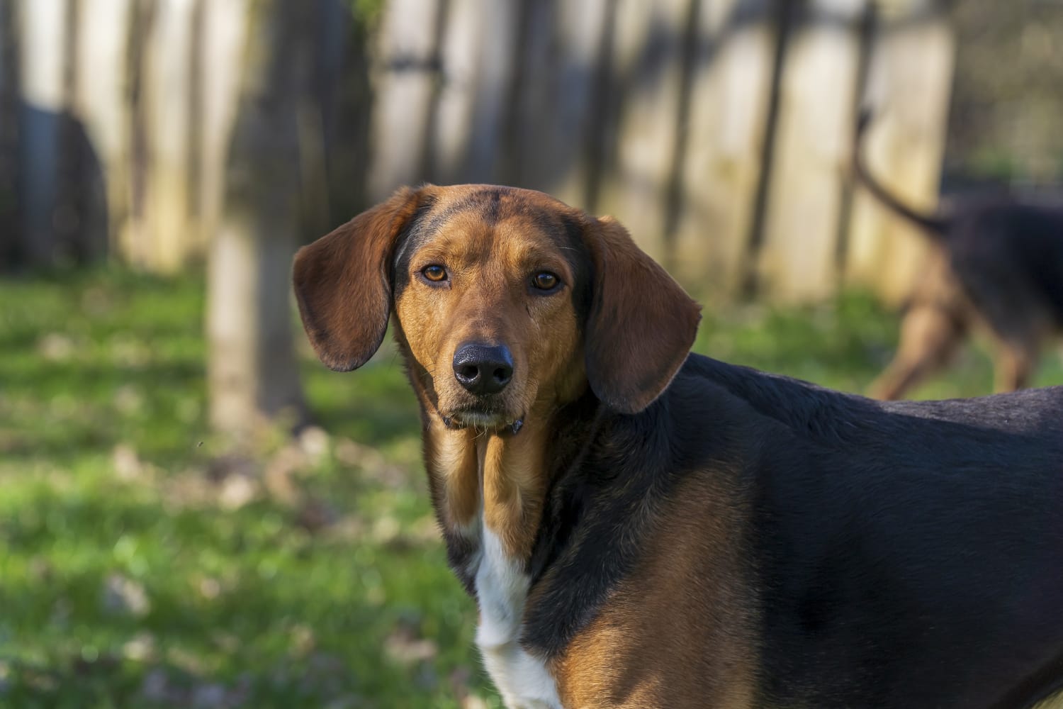 Griechischer Laufhund, Tierschutz, Krambambulli Jagdhundhilfe e.V.
