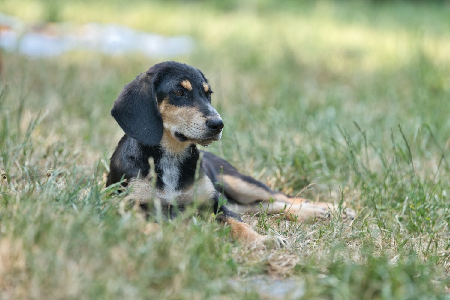 Brauner Jagdhund sitzt im Gras, Welpen, Krambambulli Jagdhundhilfe e.V.