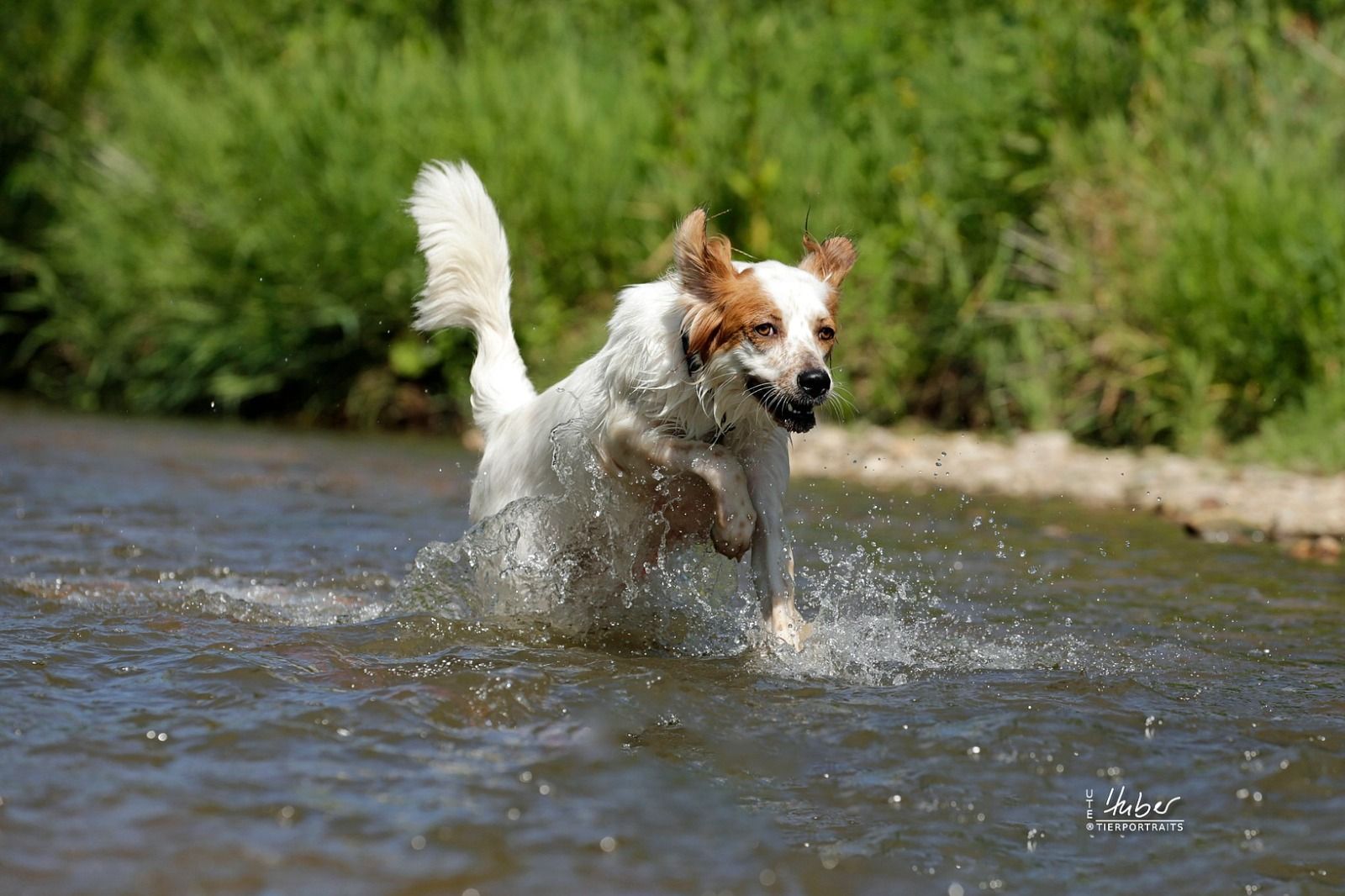 Gloria, englisch Setter sucht zuhause, Tierschutz, Krambambulli Jagdhundhilfe
