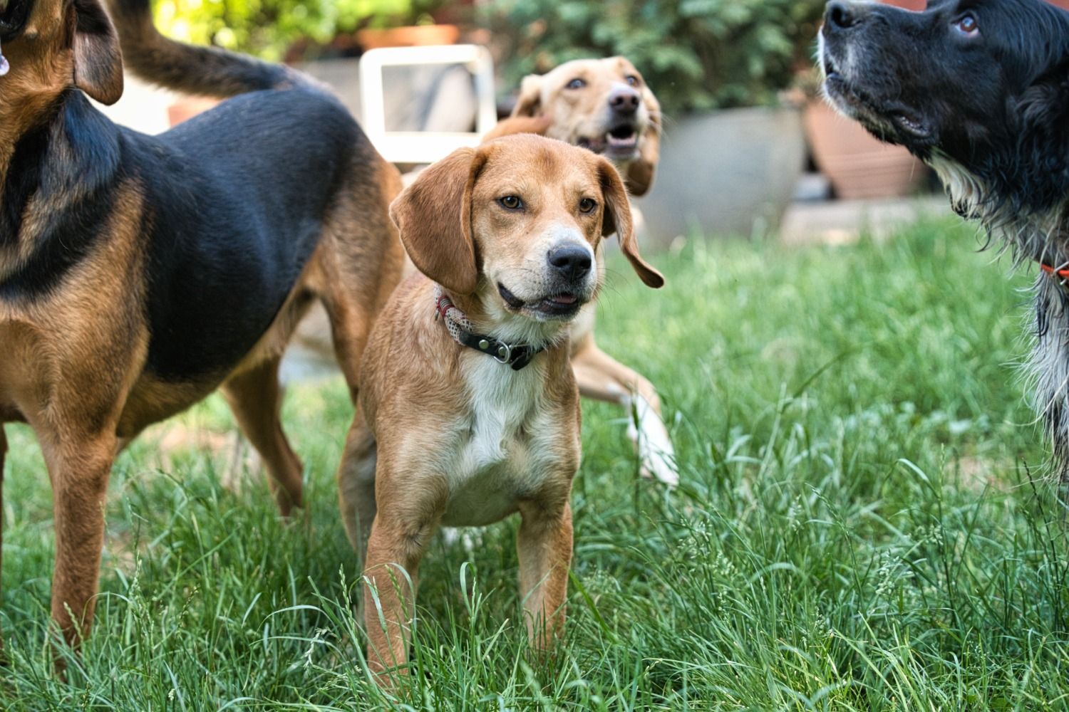 Beagle Mix sucht Zuhause, Tierschutz, Krambambulli Jagdhundhilfe