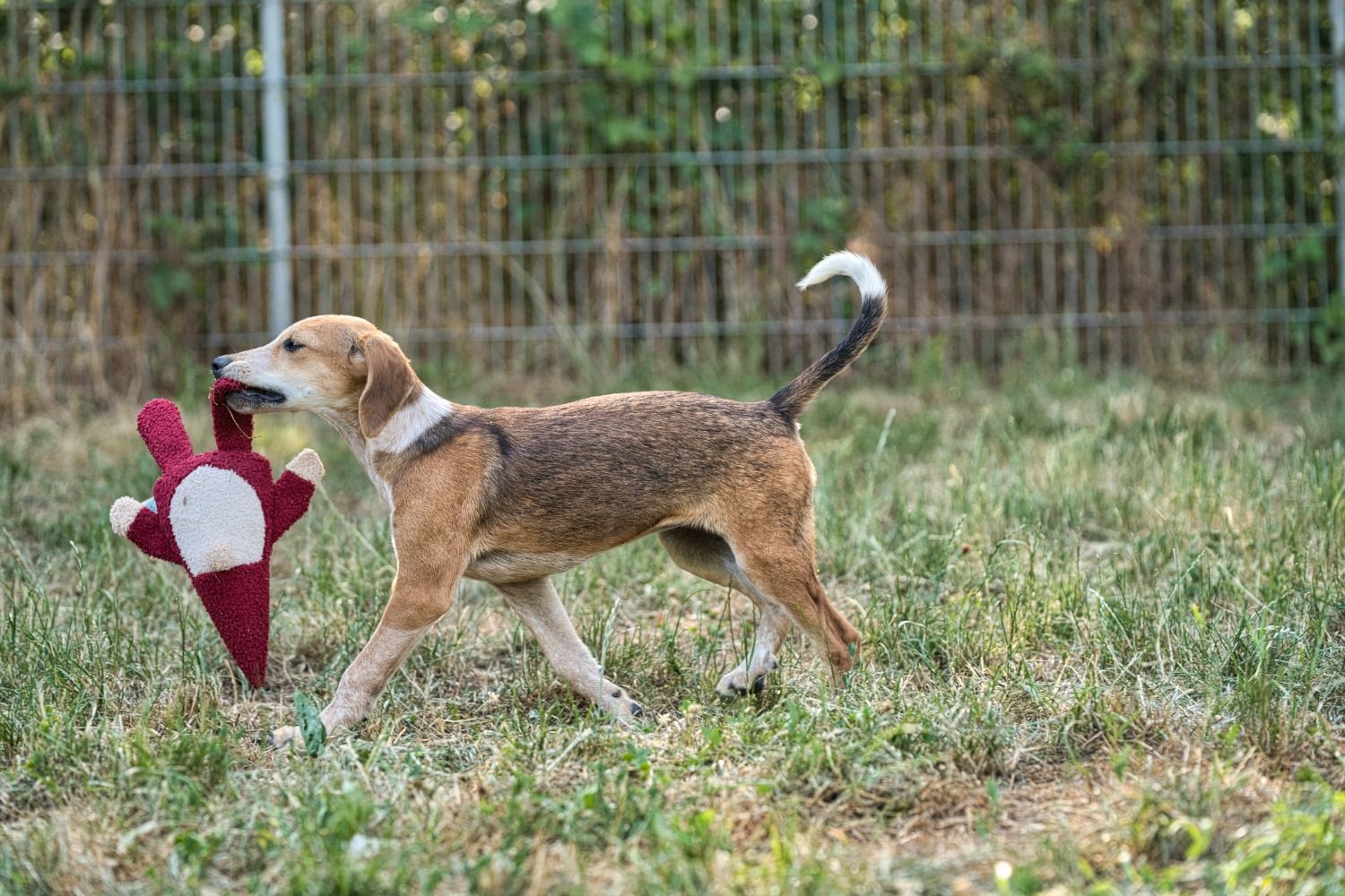 Junger Jagdhund, Krambambulli Jagdhundhilfe e.V.