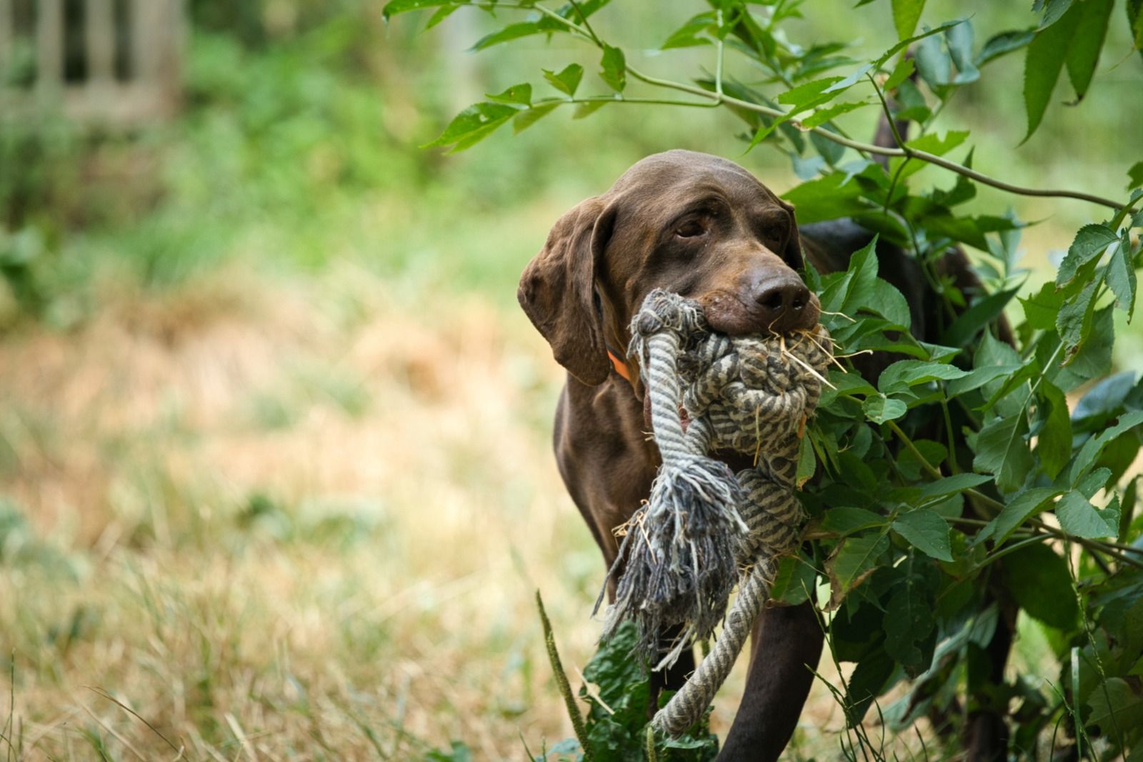 Deutsch Kurzhaar, Tierschutz, Krambambulli Jagdhundhilfe 