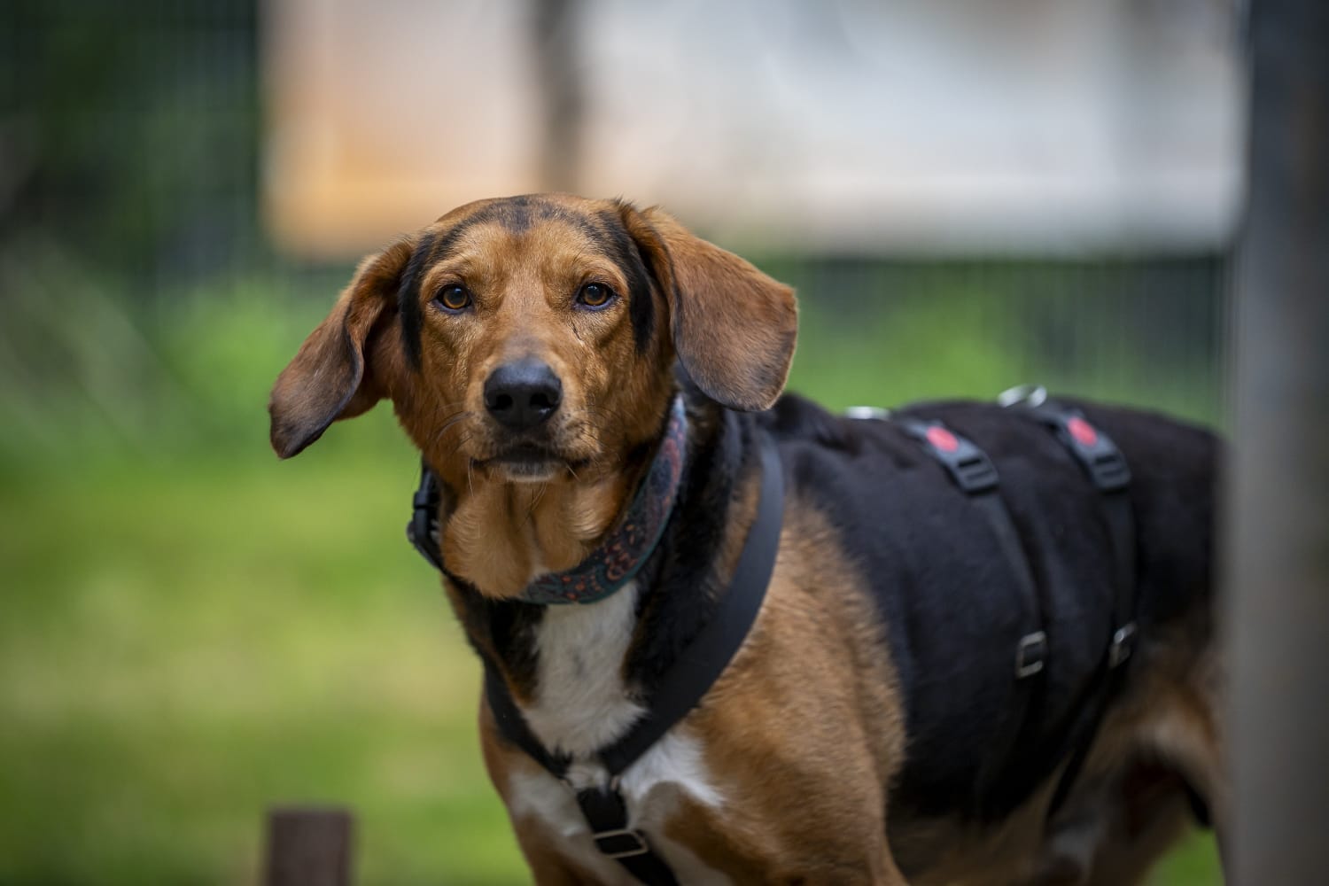 Griechischer Laufhund, Tierschutz, Krambambulli Jagdhundhilfe e.V.