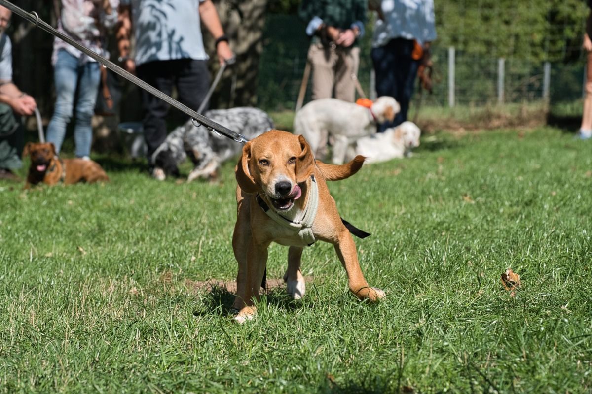 Krambambulli Sommerfest