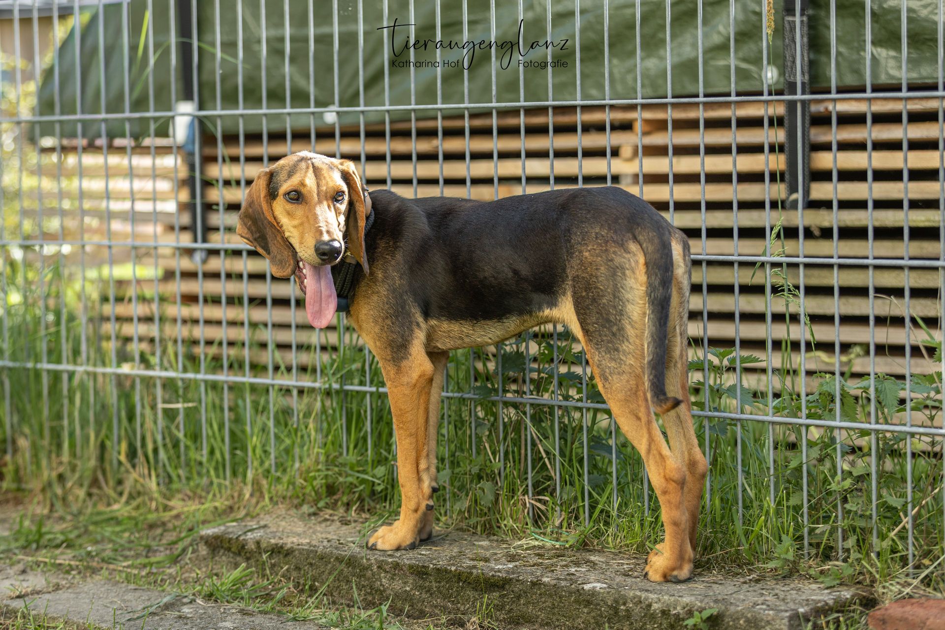 Segugio, Tierschutzhund, Krambambulli Jagdhundhilfe e.V.