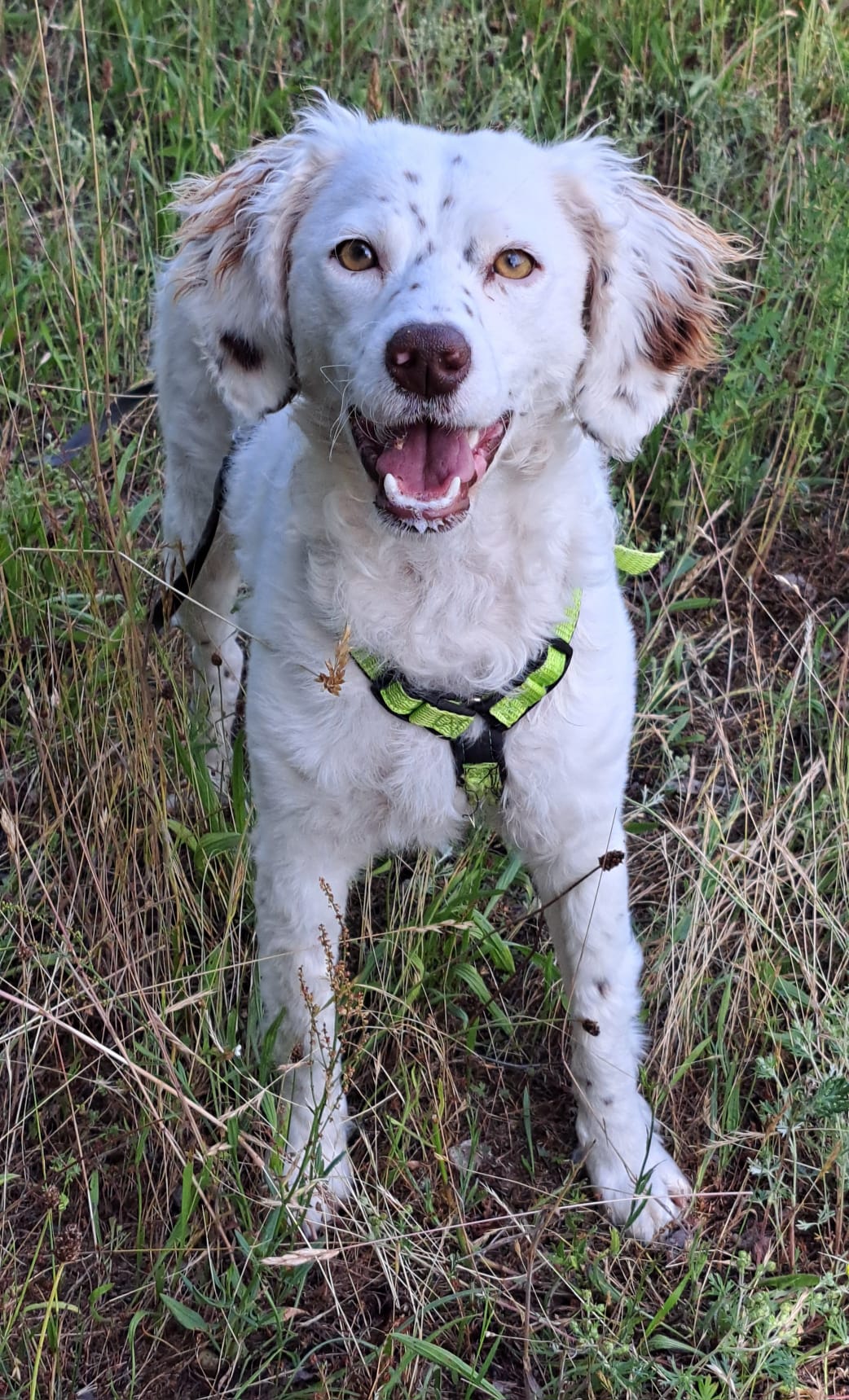 English Setter Mix sucht zuhause, Krambambulli Jagdhundhilfe 
