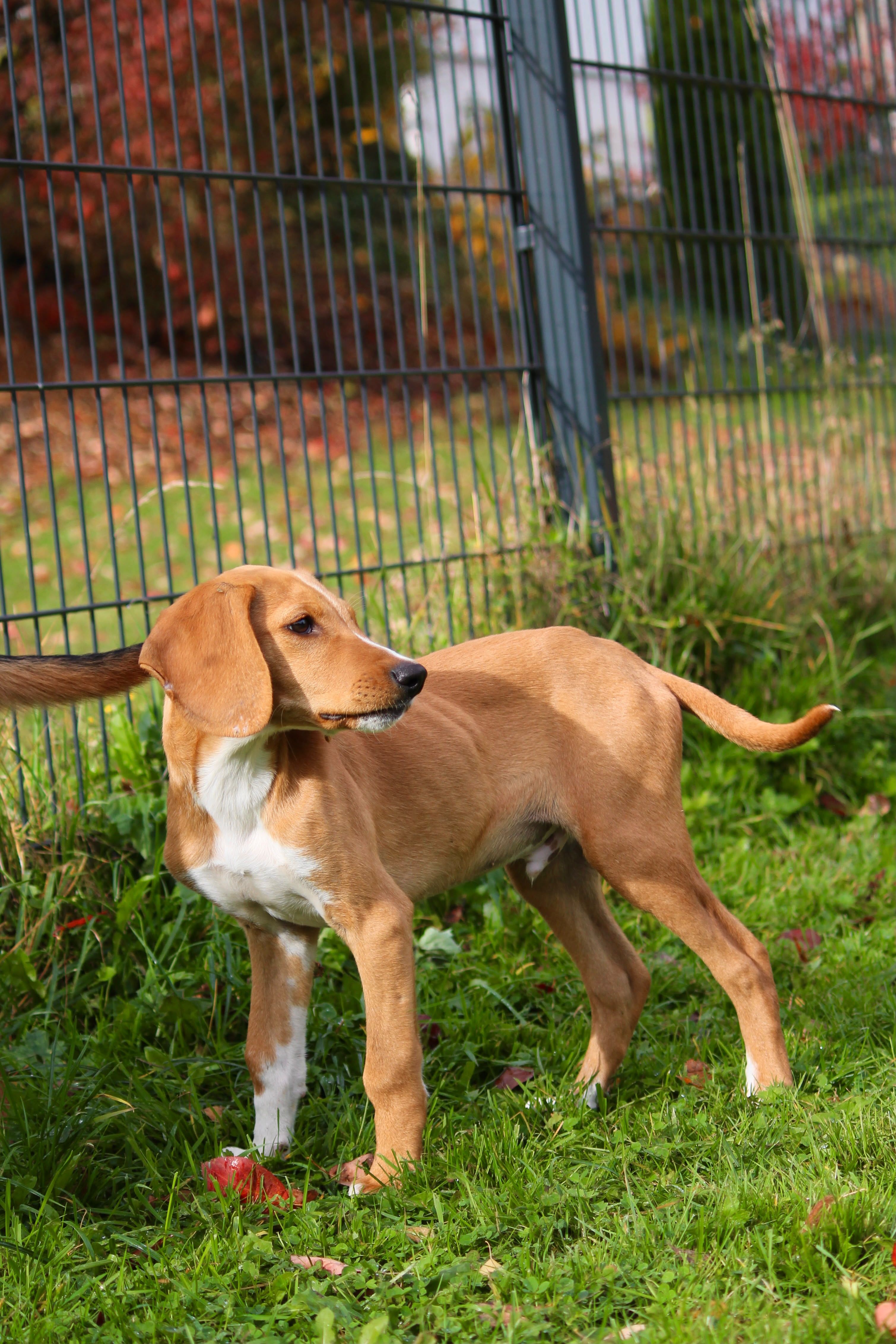 Junger Jagdhundmix, Tierschutz, Krambambulli Jagdhundhilfe e.V.