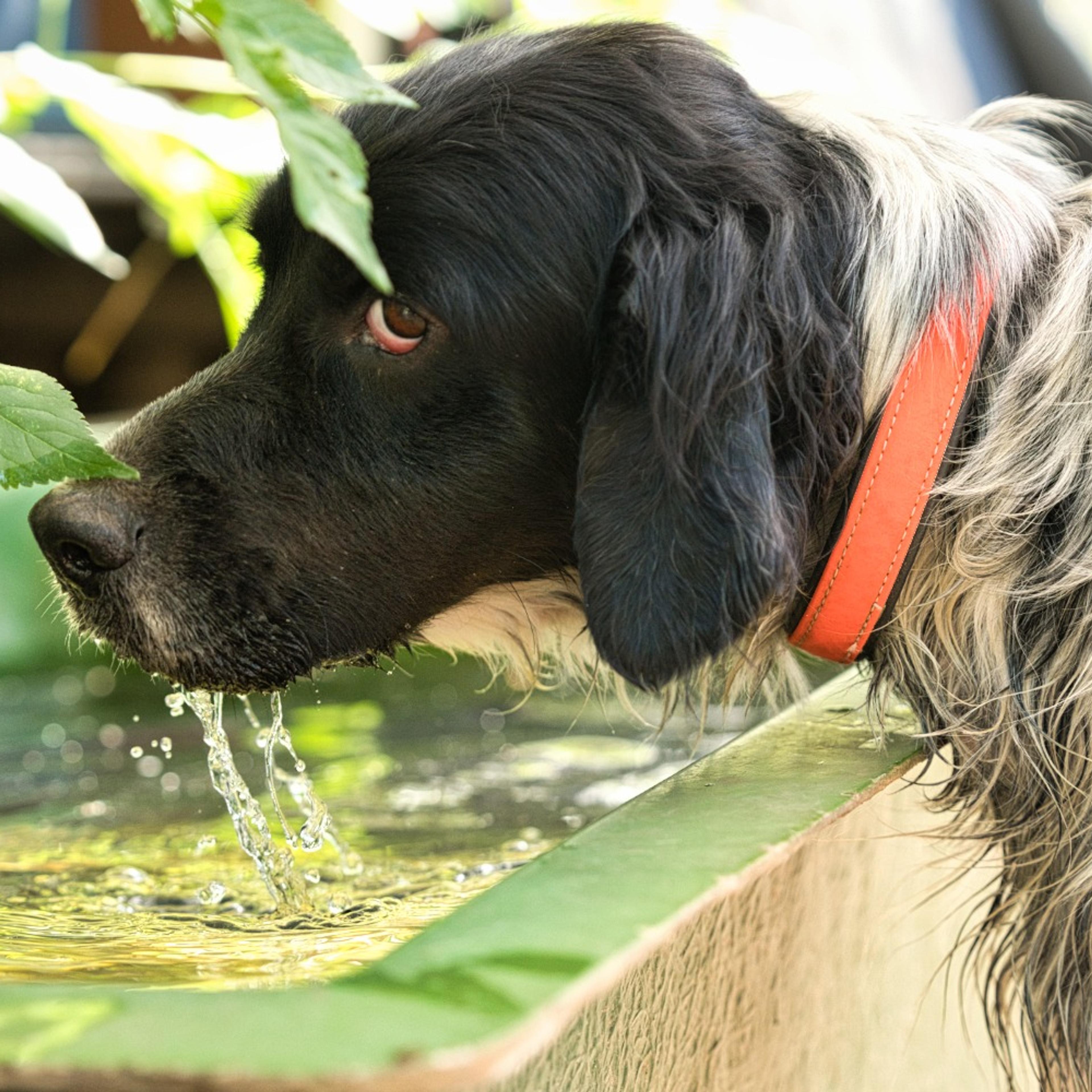 Nacho, englisch Setter sucht Zuhause, Tierschutz, Krambambulli Jagdhundhilfe