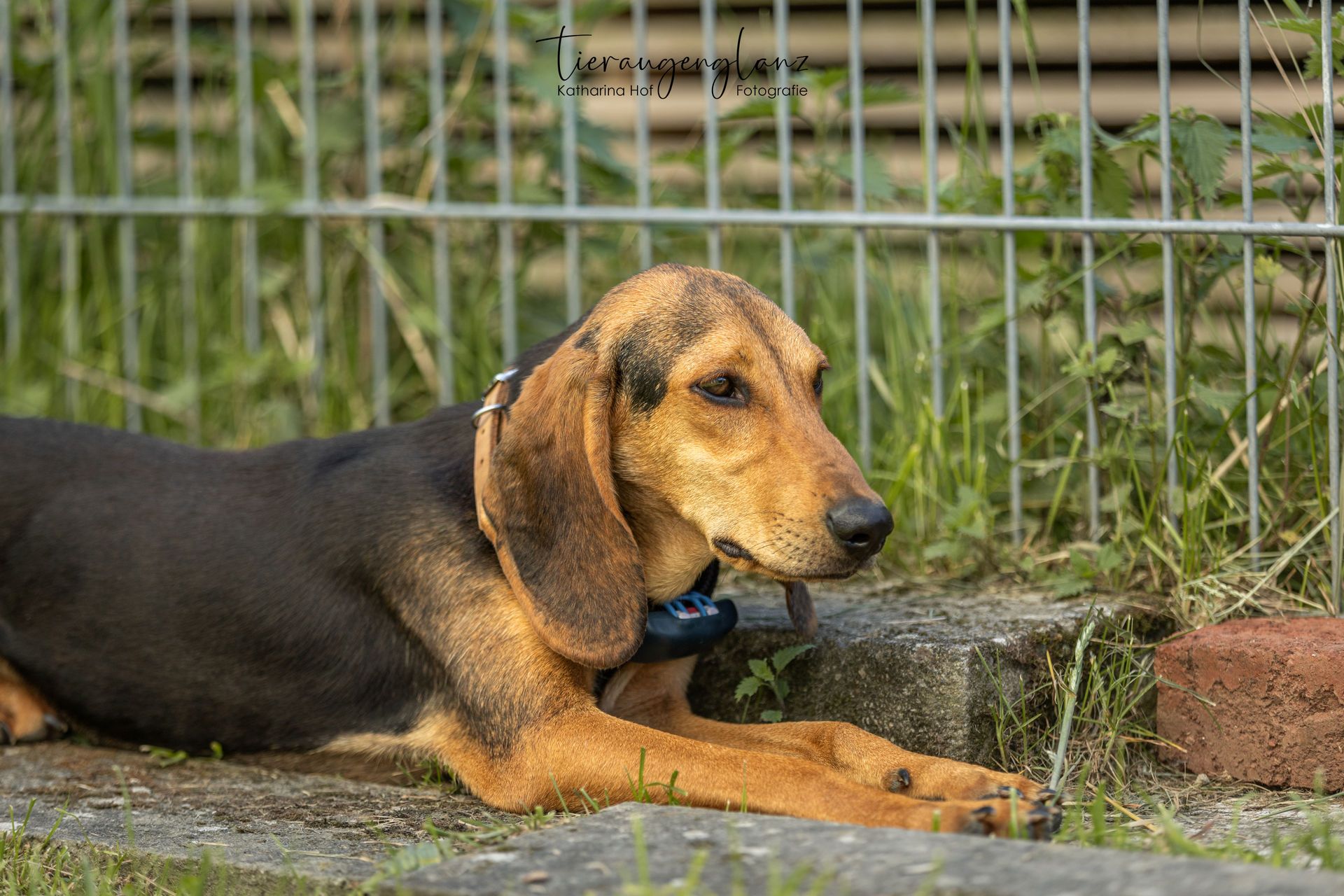 Segugio, Tierschutzhund, Krambambulli Jagdhundhilfe e.V.