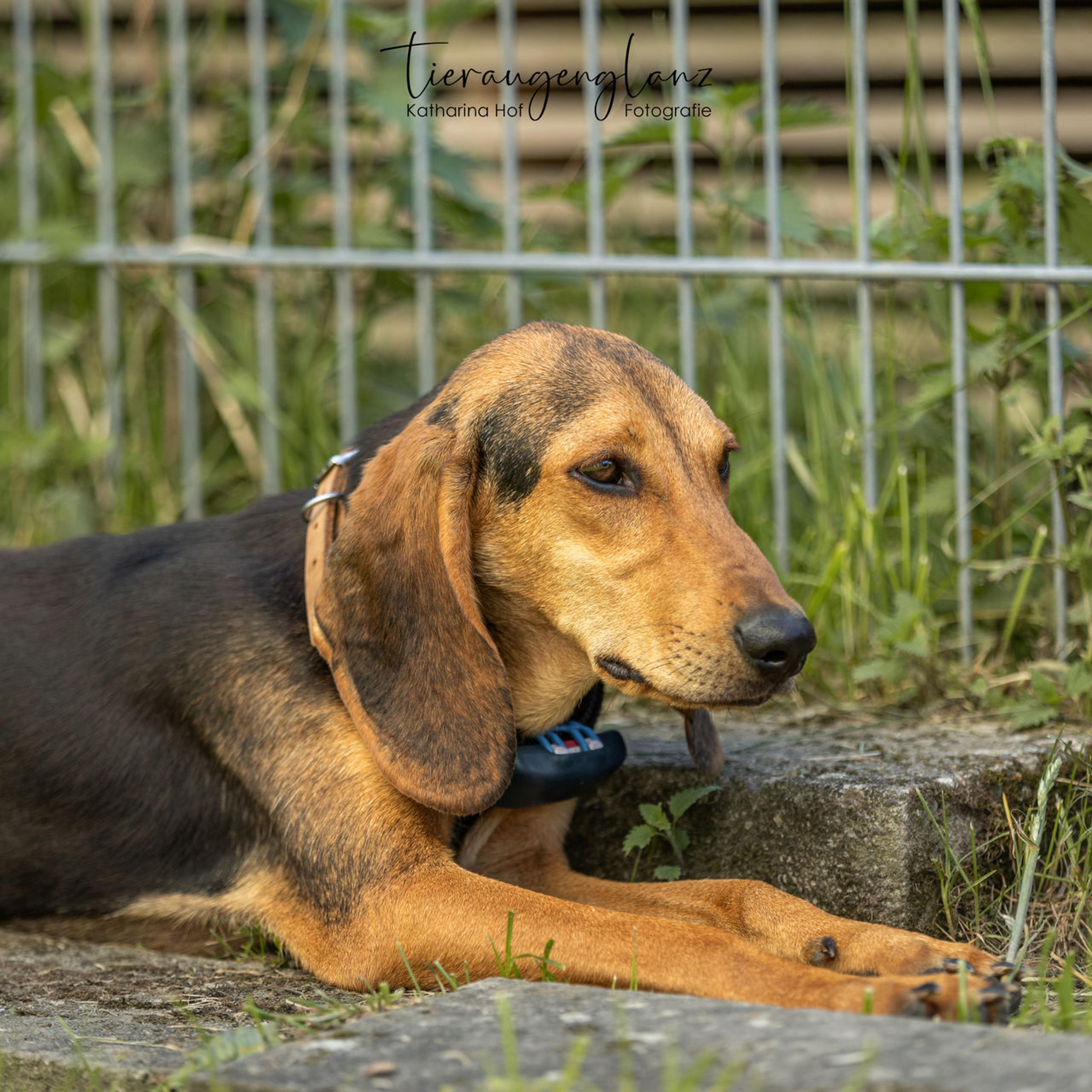 Segugio, Tierschutzhund, Krambambulli Jagdhundhilfe e.V.