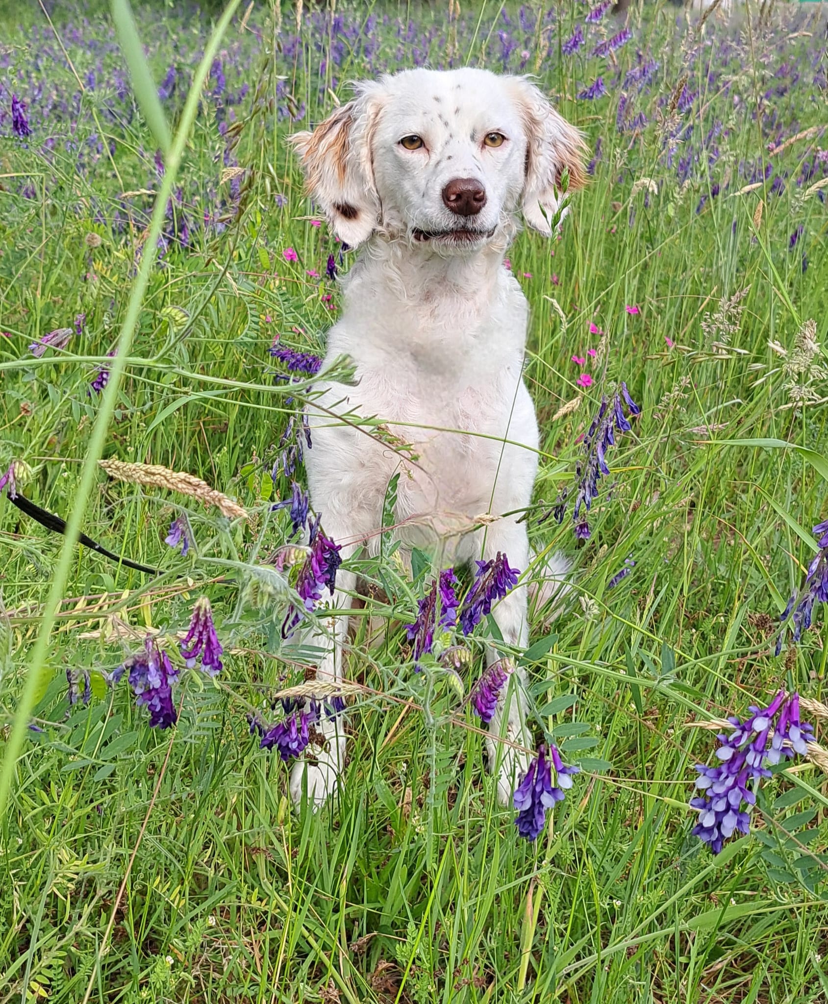 English Setter Mix sucht zuhause, Krambambulli Jagdhundhilfe 