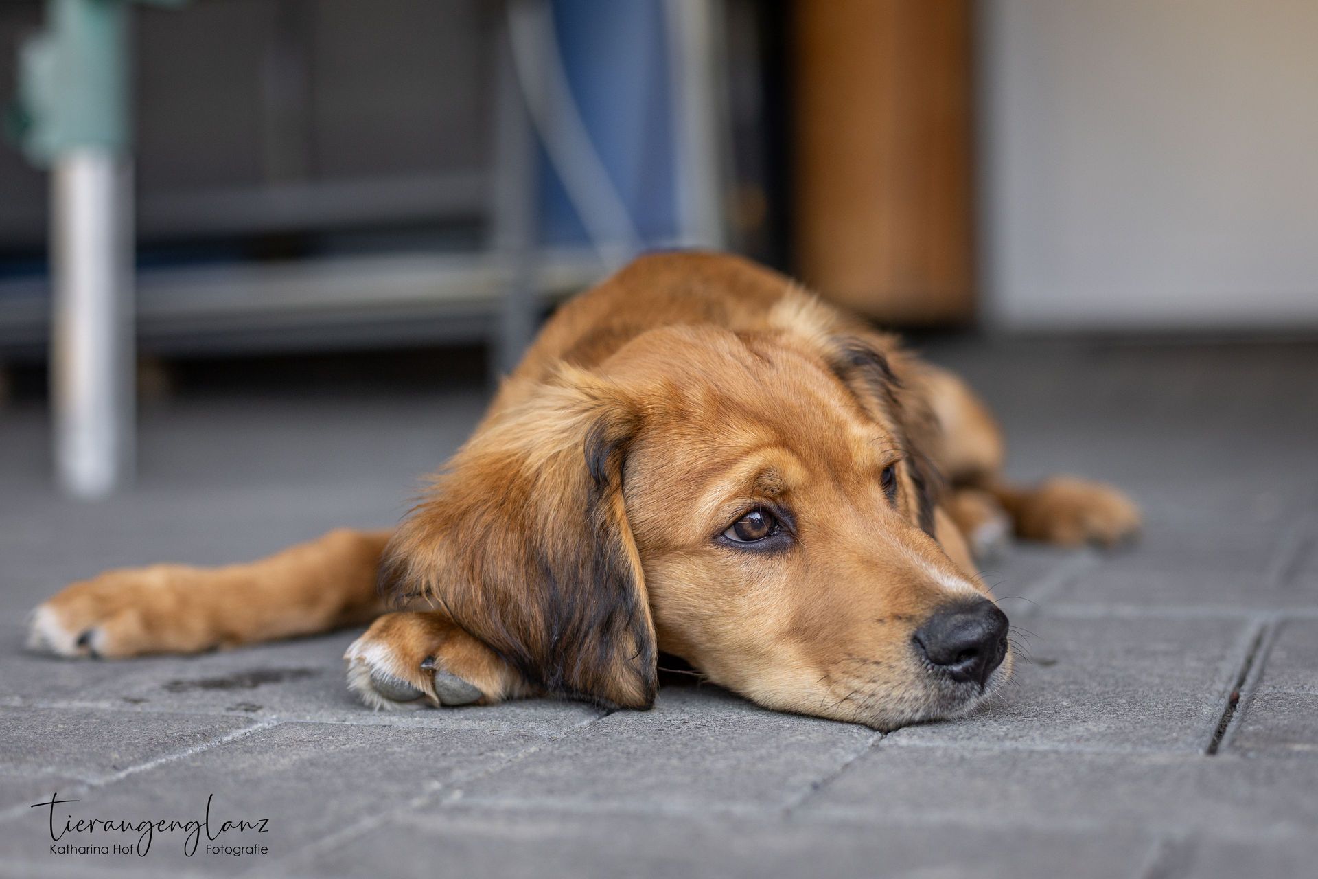 Griechischer Laufhund, Tierschutz, Krambambulli Jagdhundhilfe e.V.
