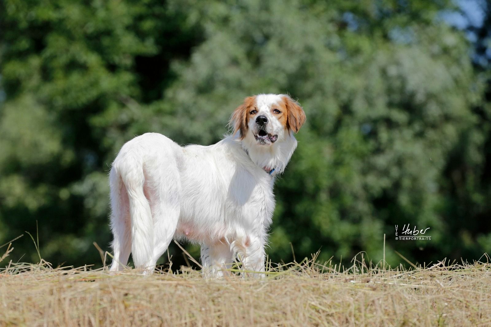 Gloria, englisch Setter sucht zuhause, Tierschutz, Krambambulli Jagdhundhilfe