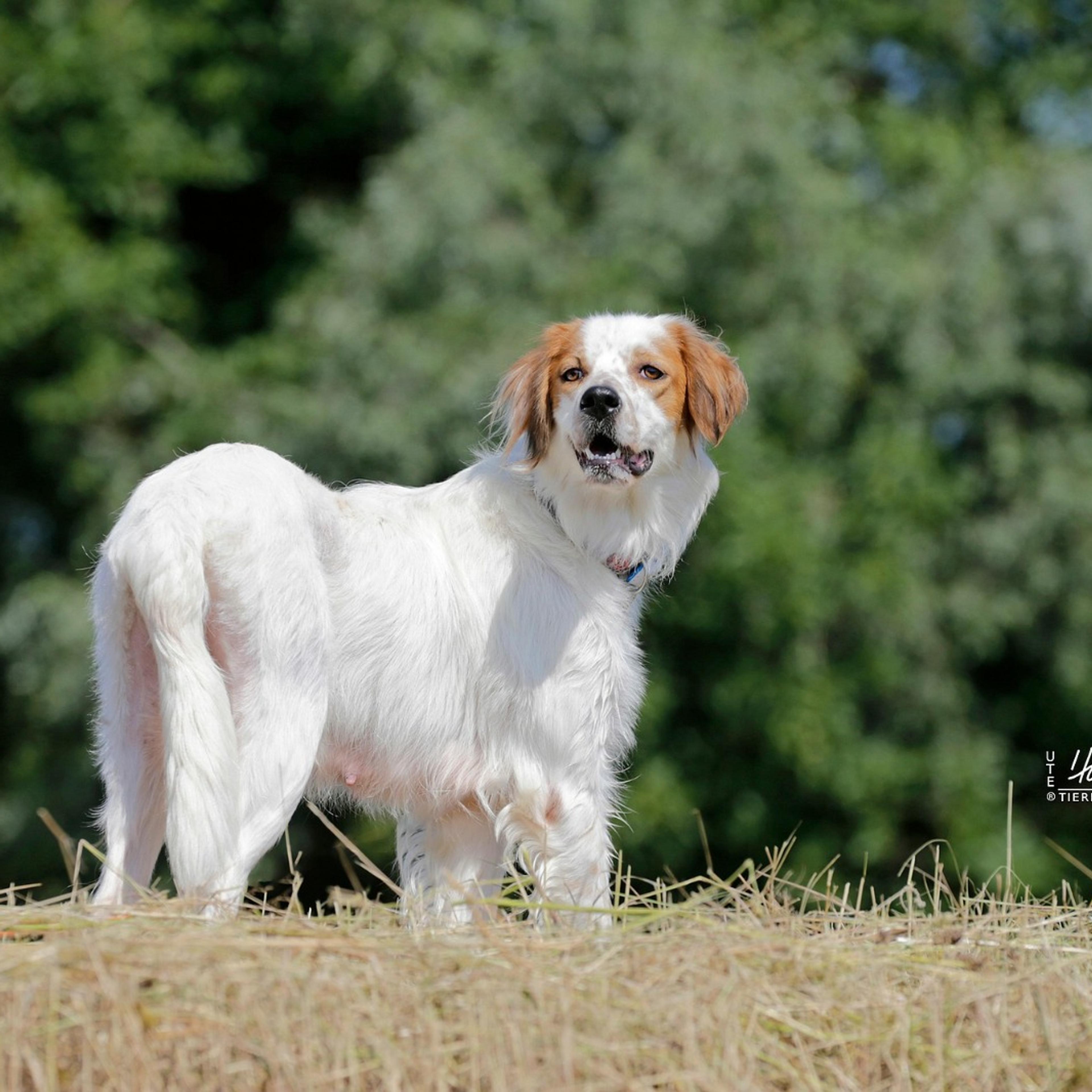 Gloria, englisch Setter sucht zuhause, Tierschutz, Krambambulli Jagdhundhilfe