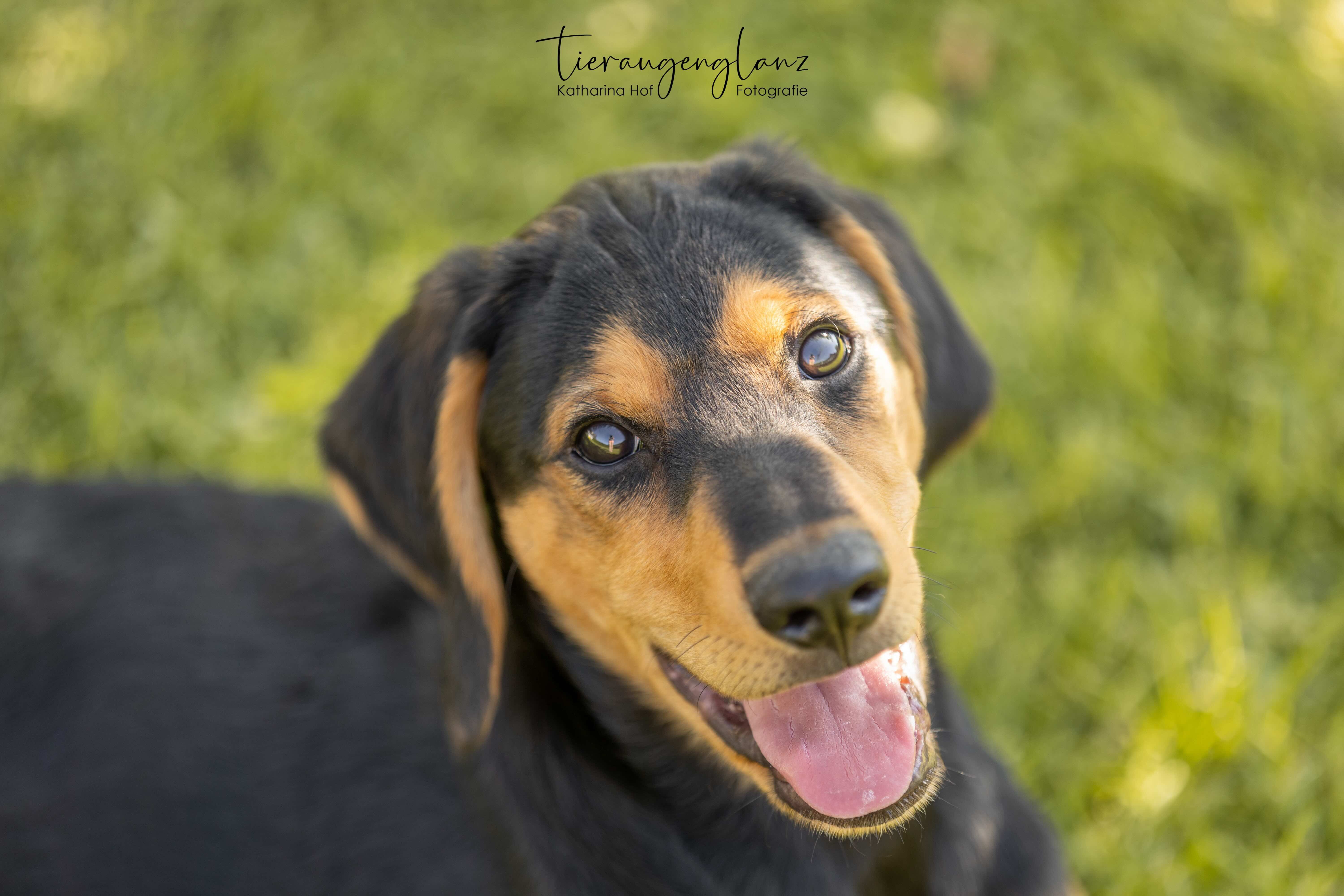 Griechischer Laufhund, Tierschutz, Krambambulli Jagdhundhilfe e.V.