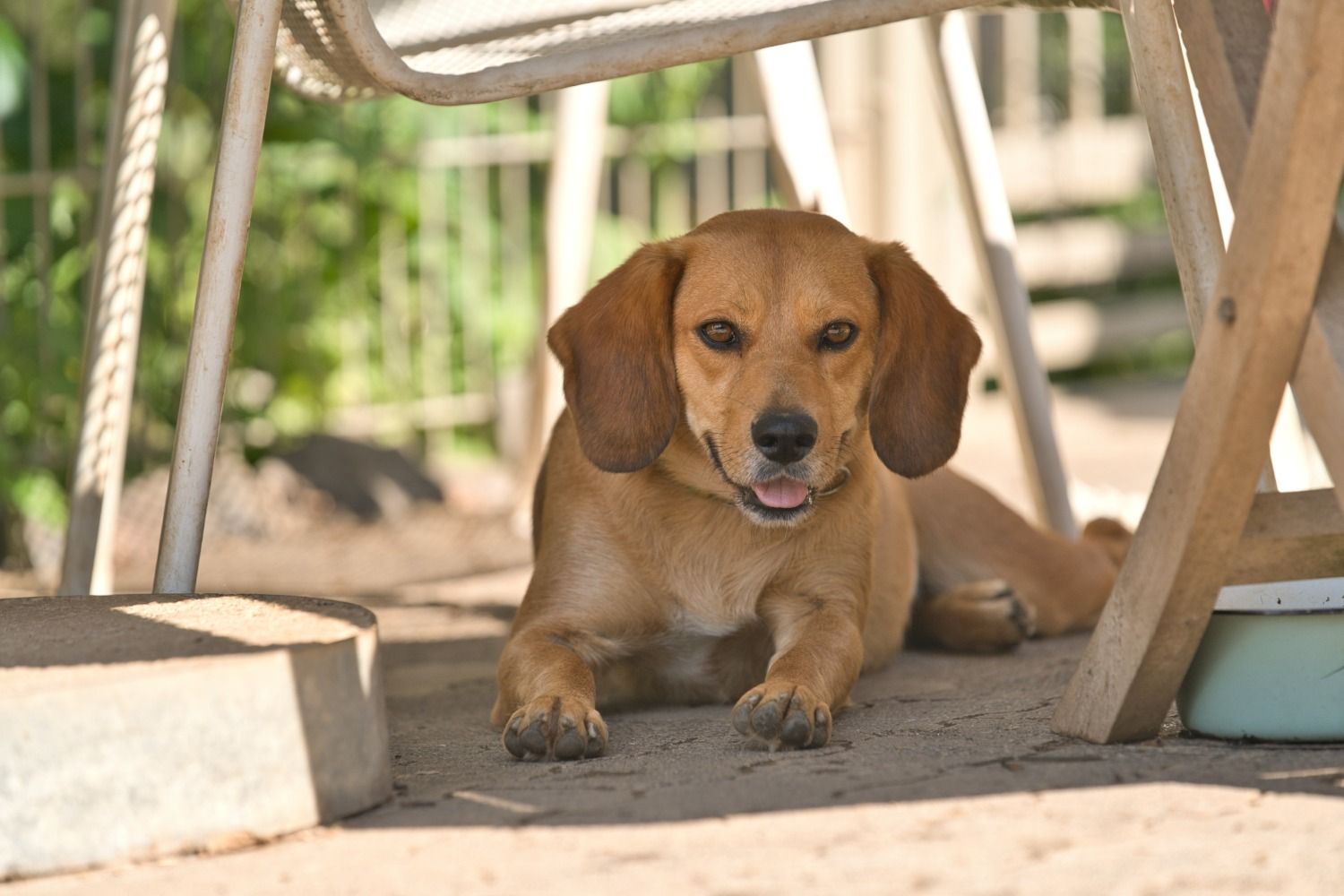 Beagle Mix, Tierschutz, Krambambulli Jagdhundhilfe