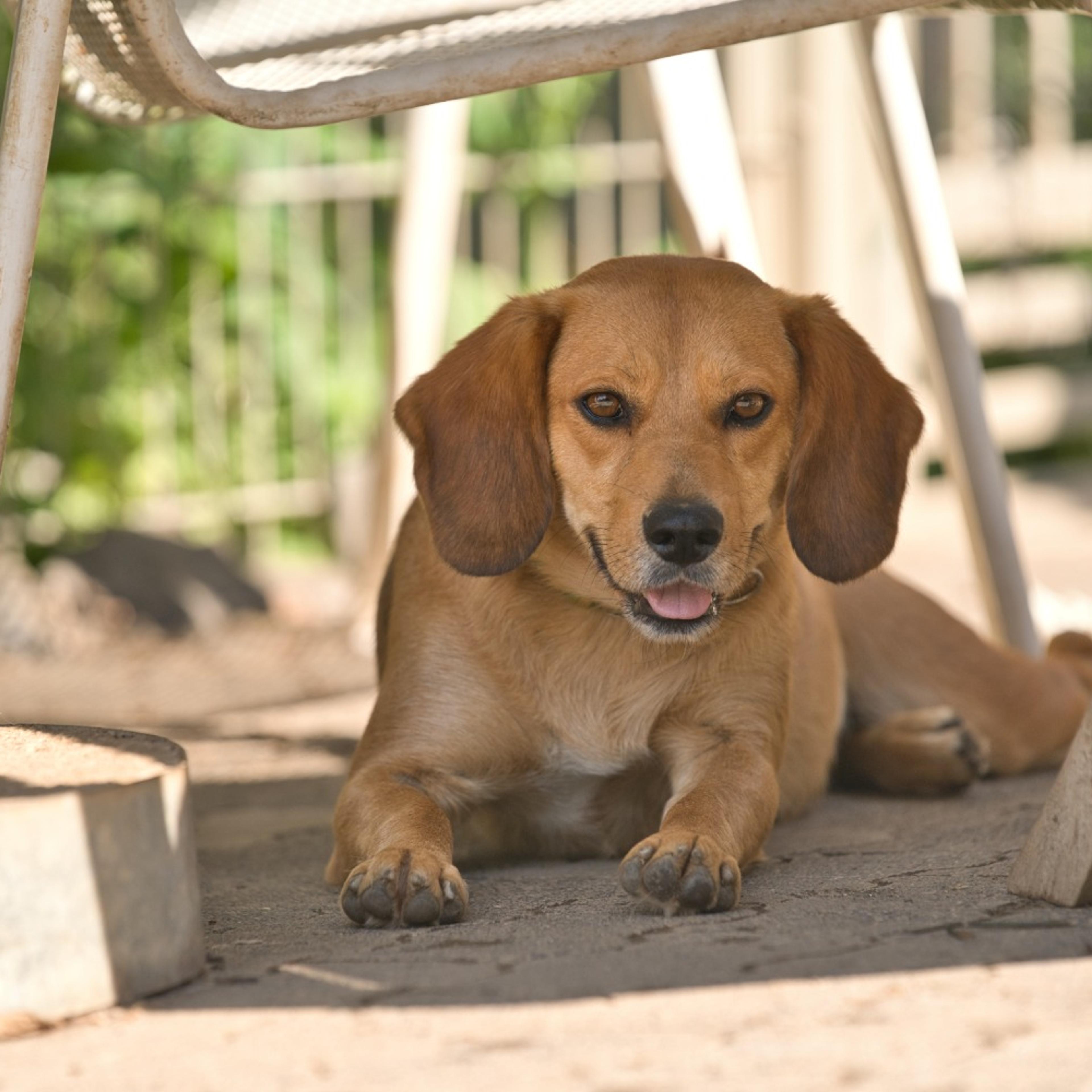 Beagle Mix, Tierschutz, Krambambulli Jagdhundhilfe