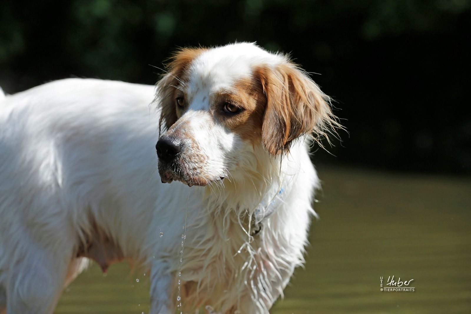 Gloria, englisch Setter sucht zuhause, Tierschutz, Krambambulli Jagdhundhilfe