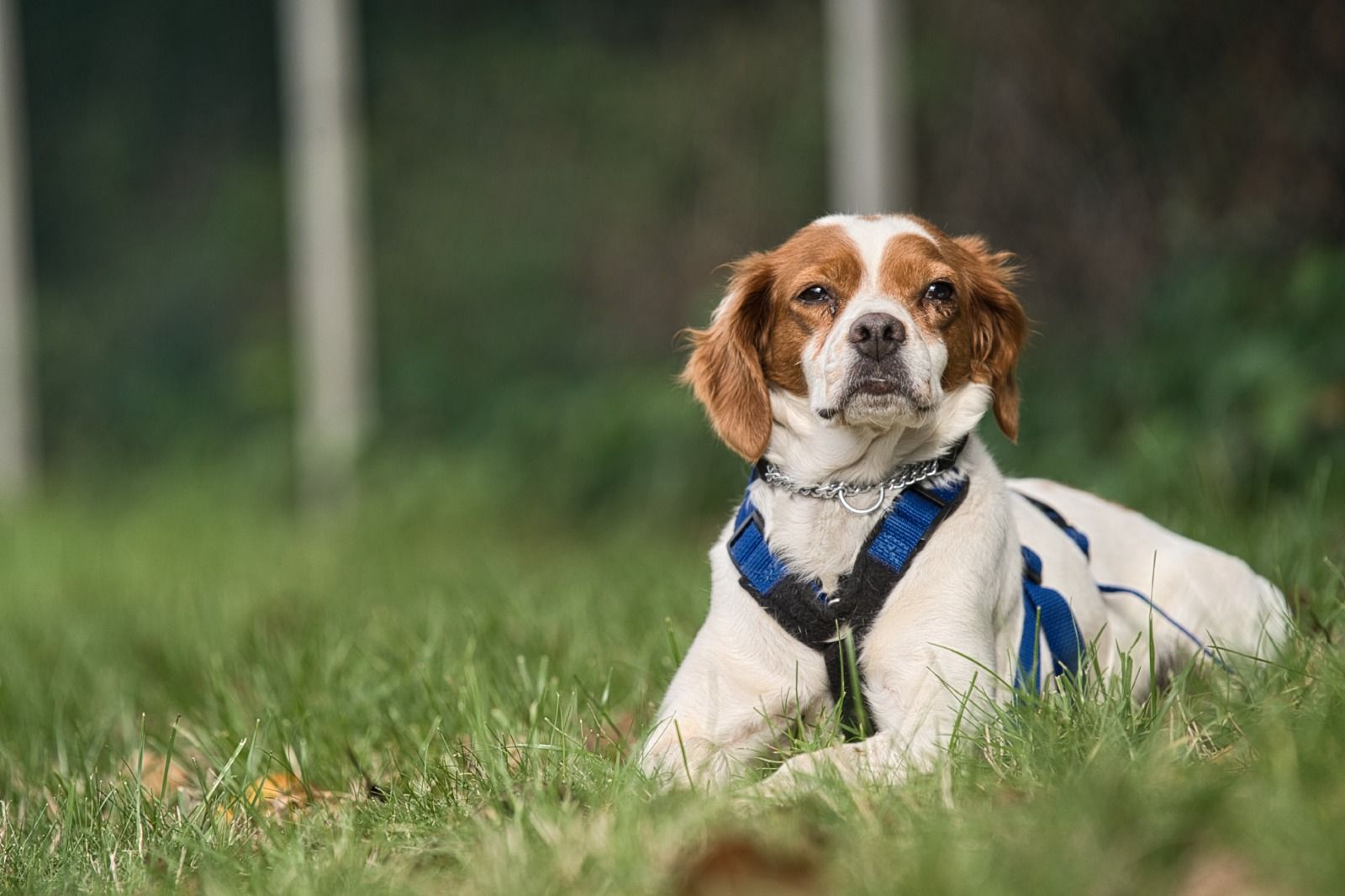 Bretone im Tierschutz, Krambambulli Jagdhundhilfe e.V.