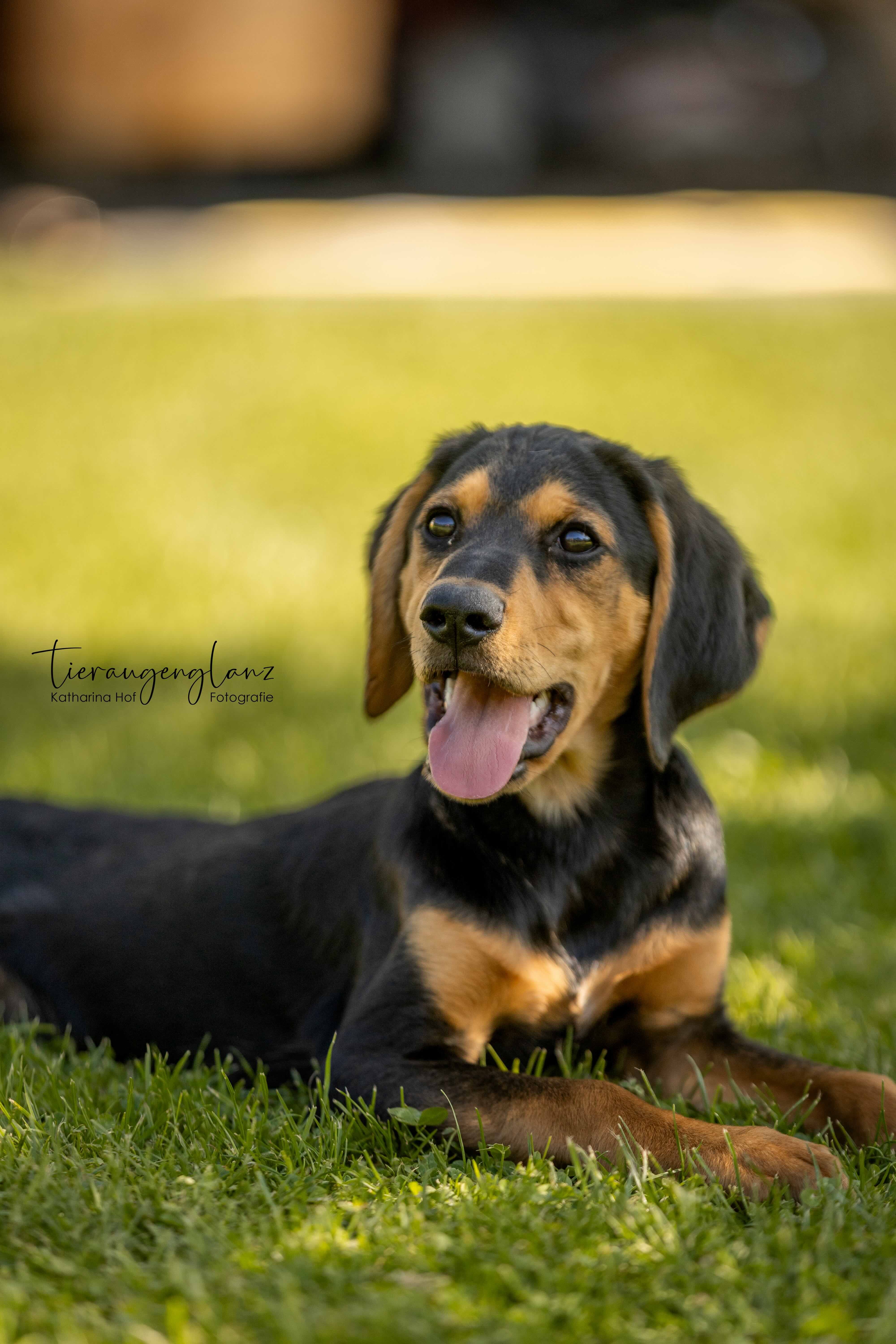 Griechischer Laufhund, Tierschutz, Krambambulli Jagdhundhilfe e.V.