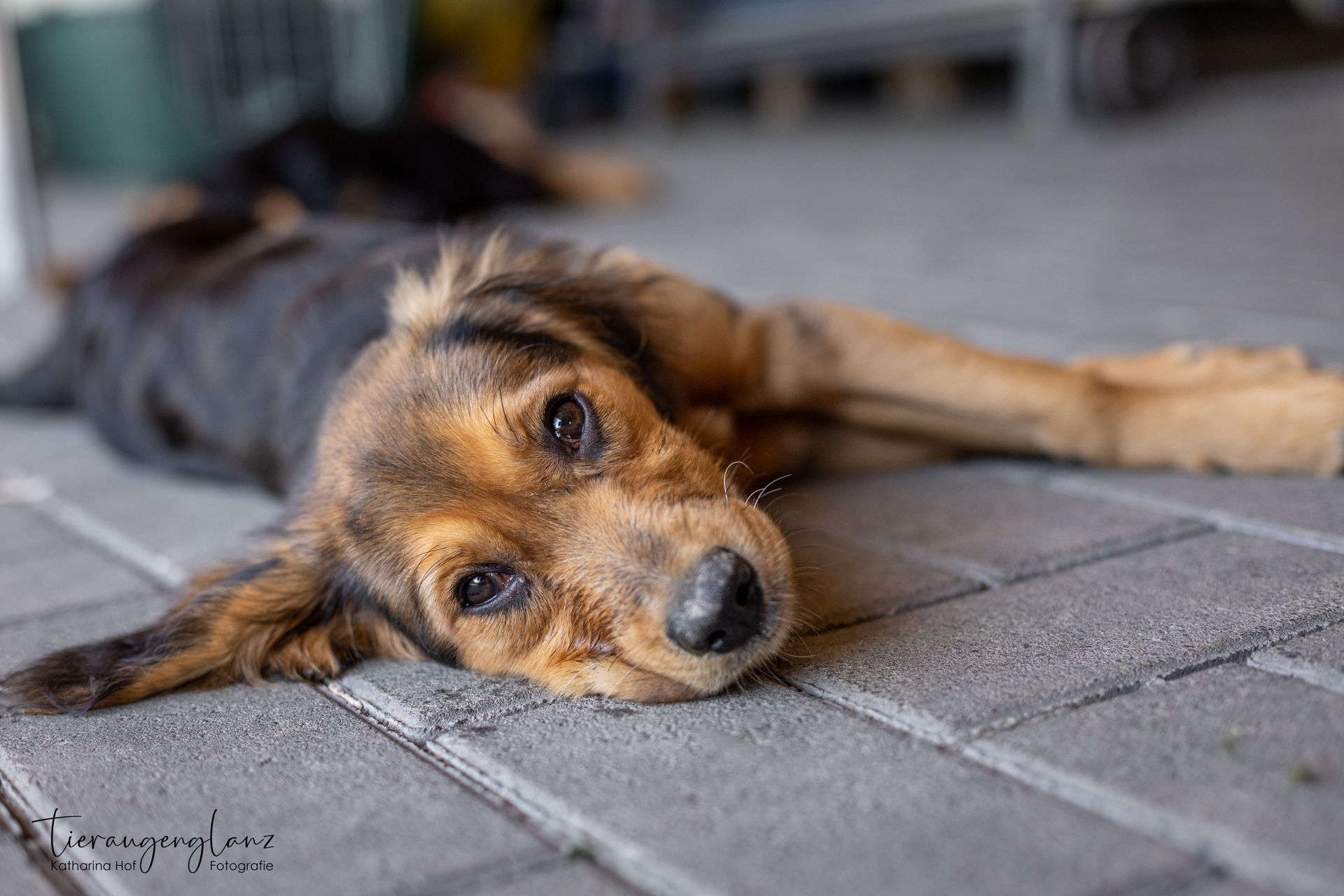 Griechischer Laufhund, Tierschutz, Krambambulli Jagdhundhilfe e.V.