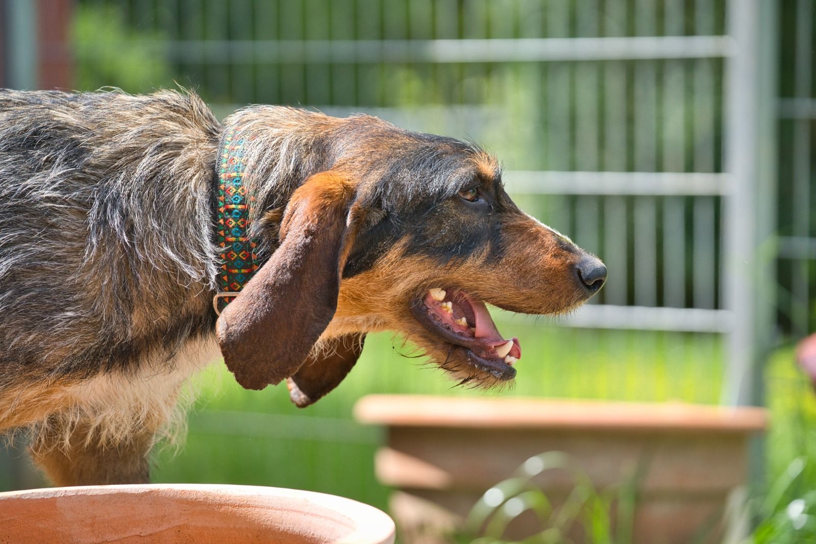 Krambambulli Segugio-Spinone-Mix Zuhause gesucht