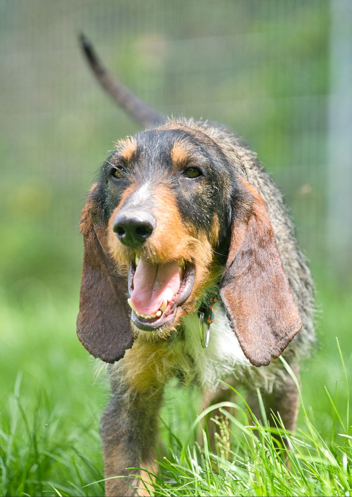 Segugio-Spinone-Mix Zuhause gesucht Krambambulli