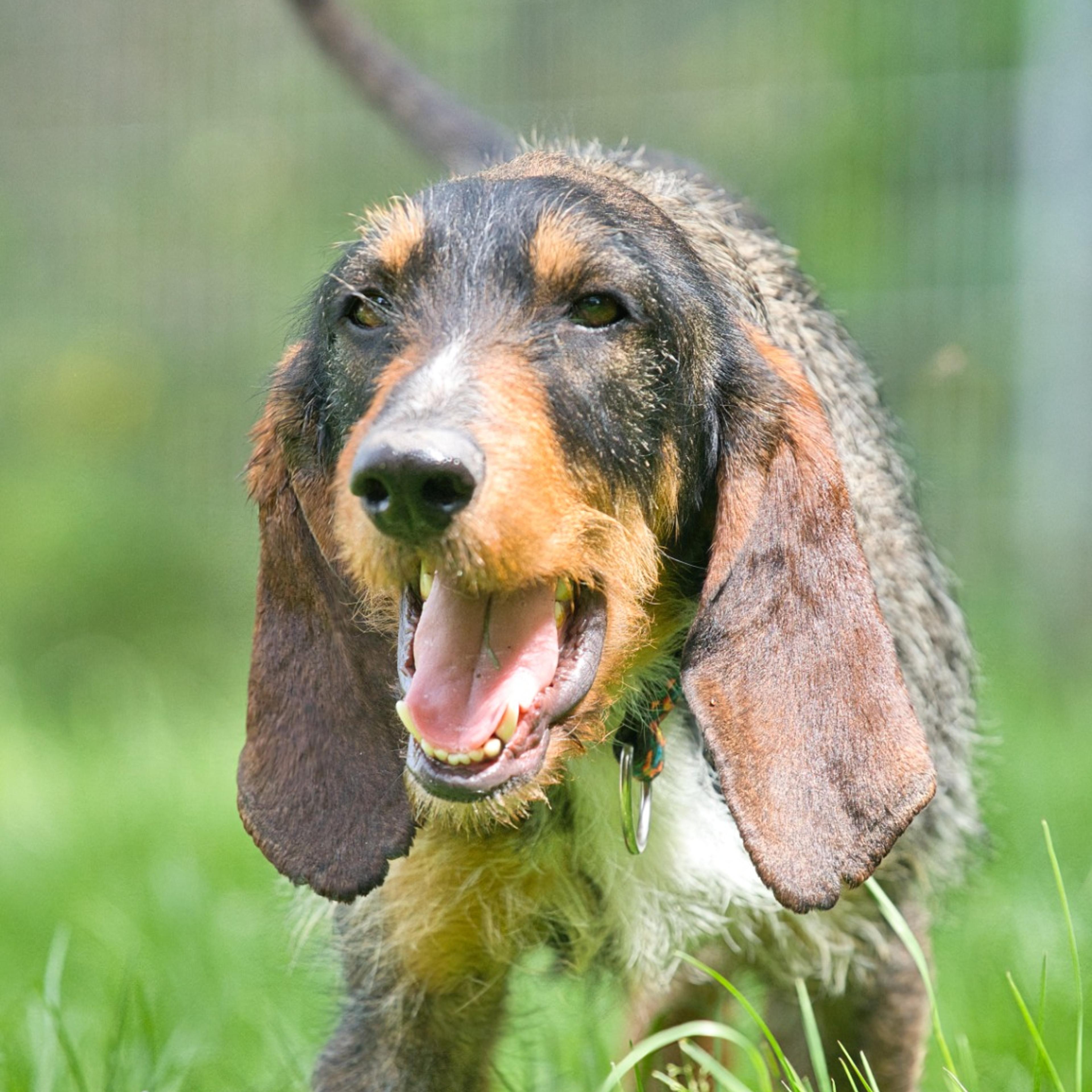Segugio-Spinone-Mix Zuhause gesucht Krambambulli