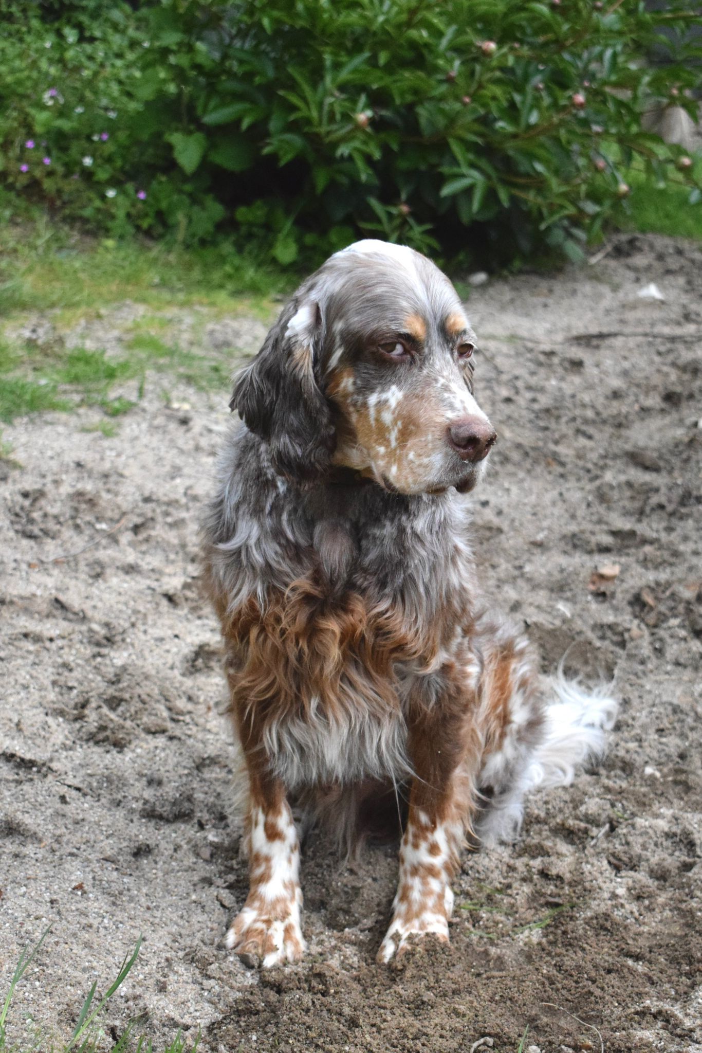 Krambambulli English Setter sucht Zuhause