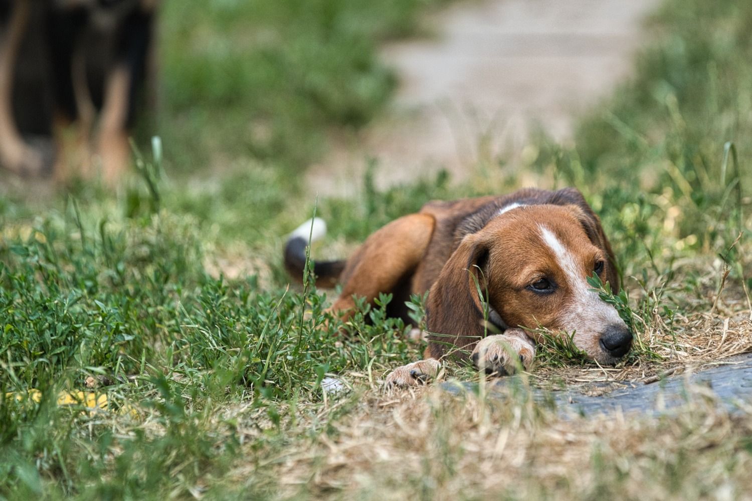 Brackenmix Welpe sucht Zuhause, Tierschutz, Krambambulli Jagdhundhlfe