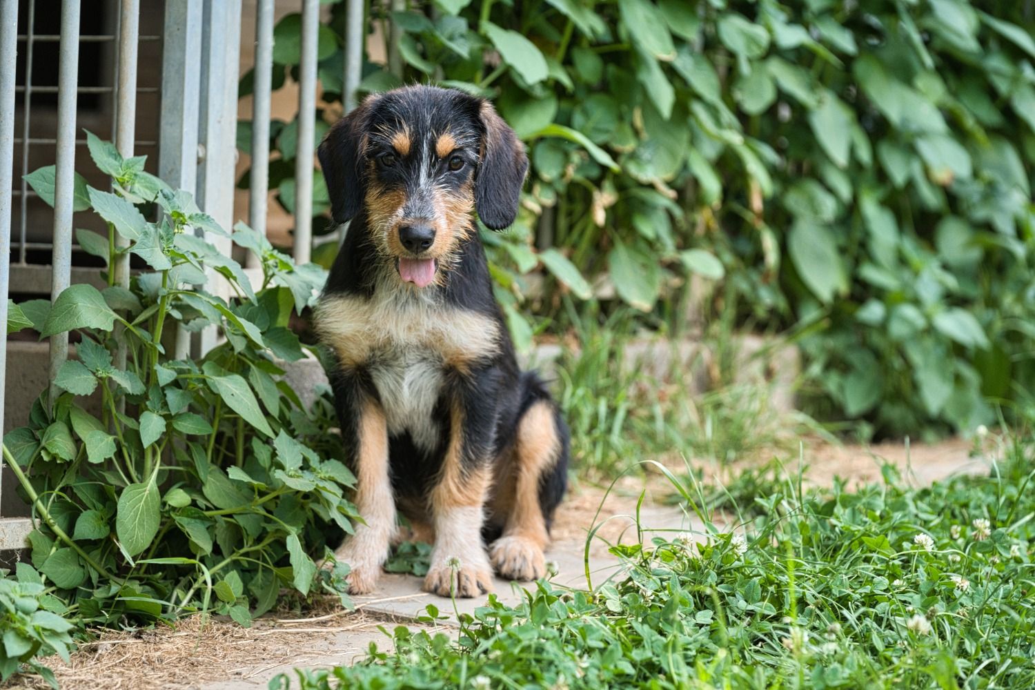 Brackenmix Welpe, Tierschutz, Krambambulli Jagdhundhilfe
