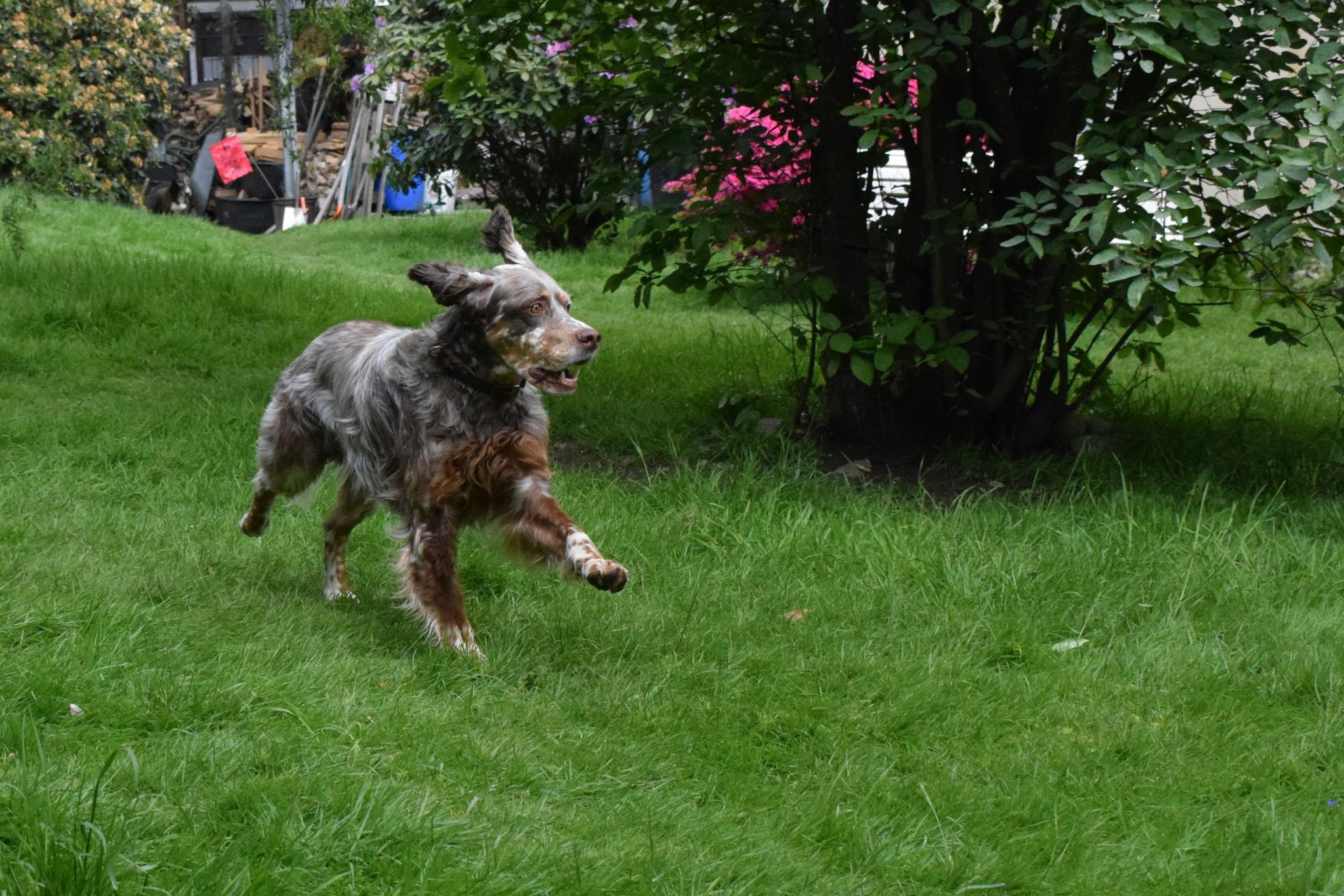 Krambambulli English Setter sucht Zuhause
