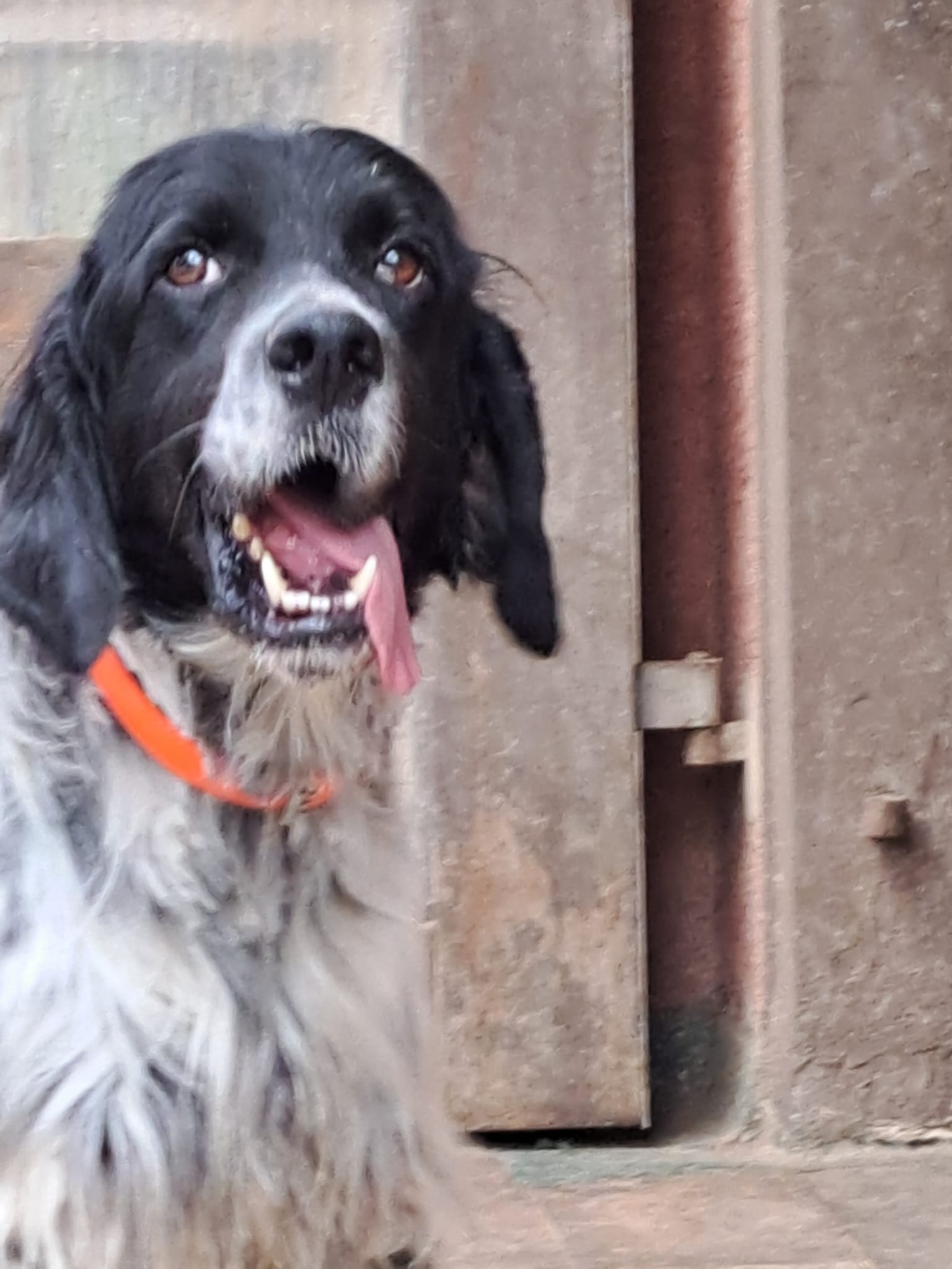 Nacho, englisch Setter sucht Zuhause, Tierschutz, Krambambulli Jagdhundhilfe