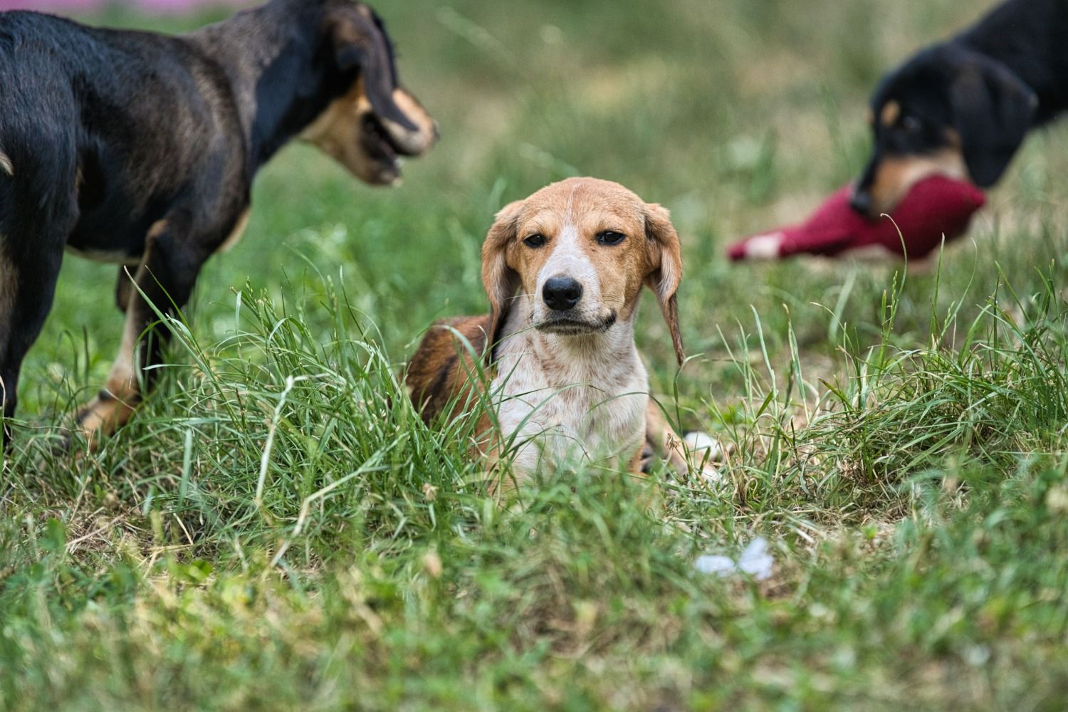 Brackenmix Welpe sucht zuhause, Tierschutz, Krambambulli Jagdhundhilfe