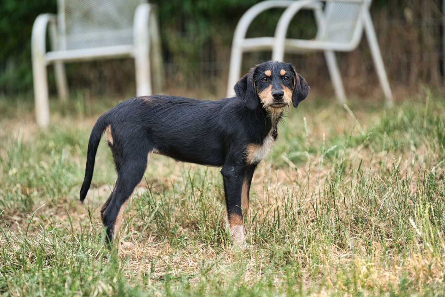 Brackenmix Welpe, Tierschutz, Krambambulli Jagdhundhilfe