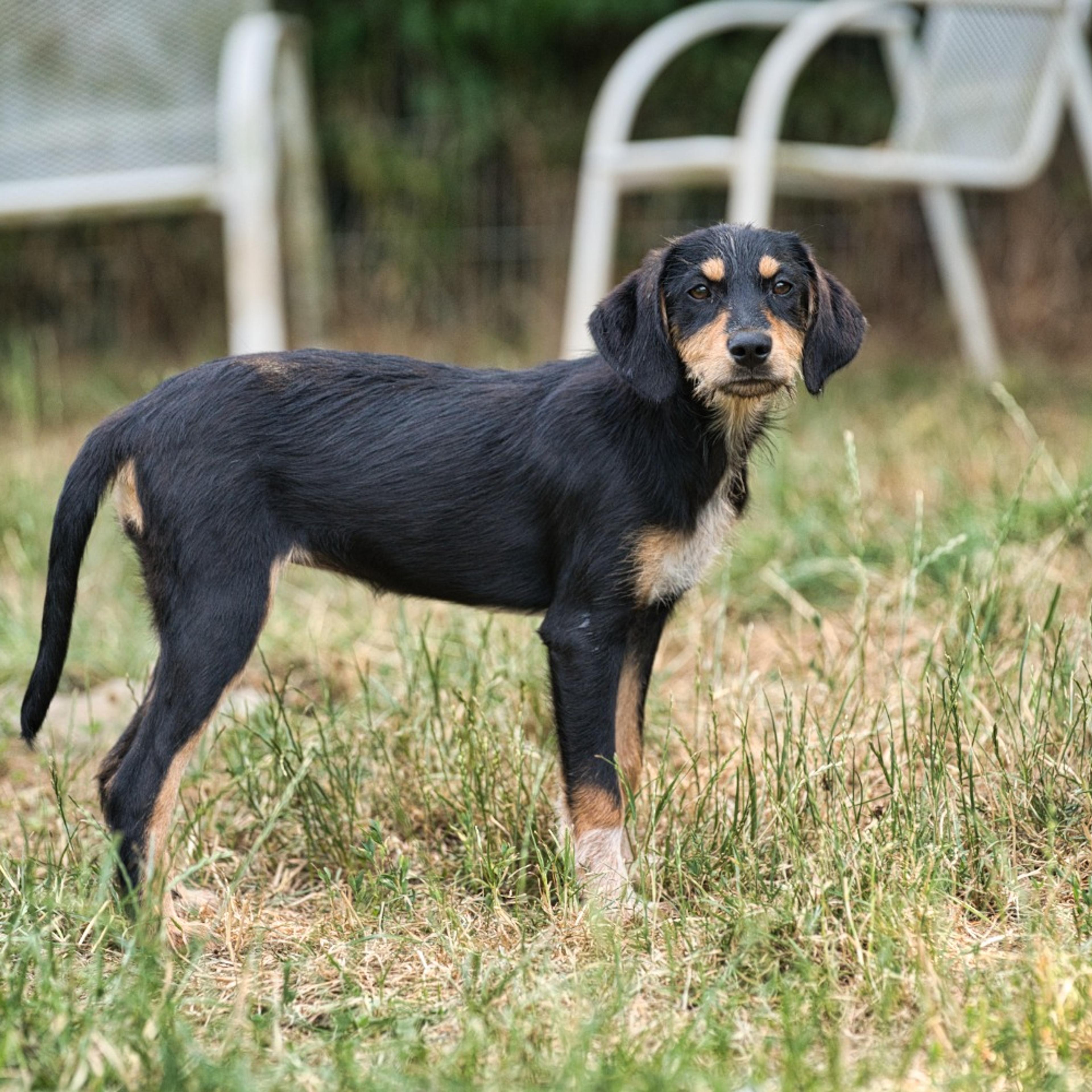 Brackenmix Welpe, Tierschutz, Krambambulli Jagdhundhilfe