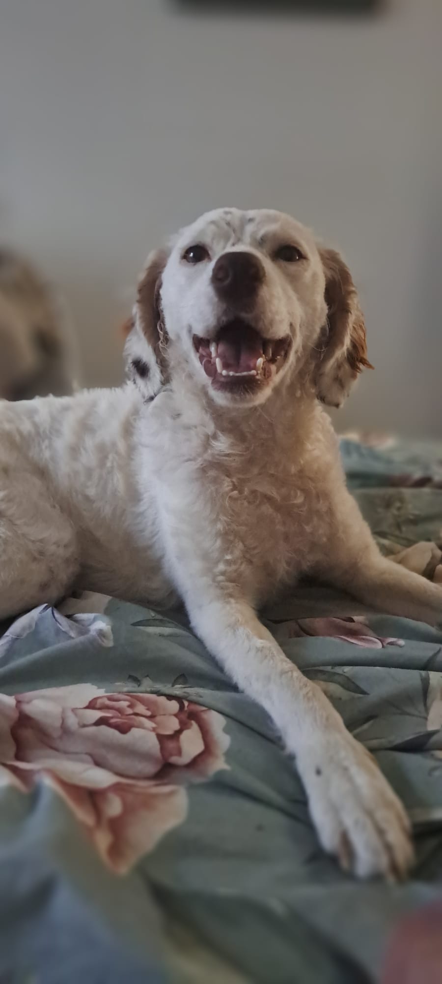 English Setter Mix sucht zuhause, Krambambulli Jagdhundhilfe 
