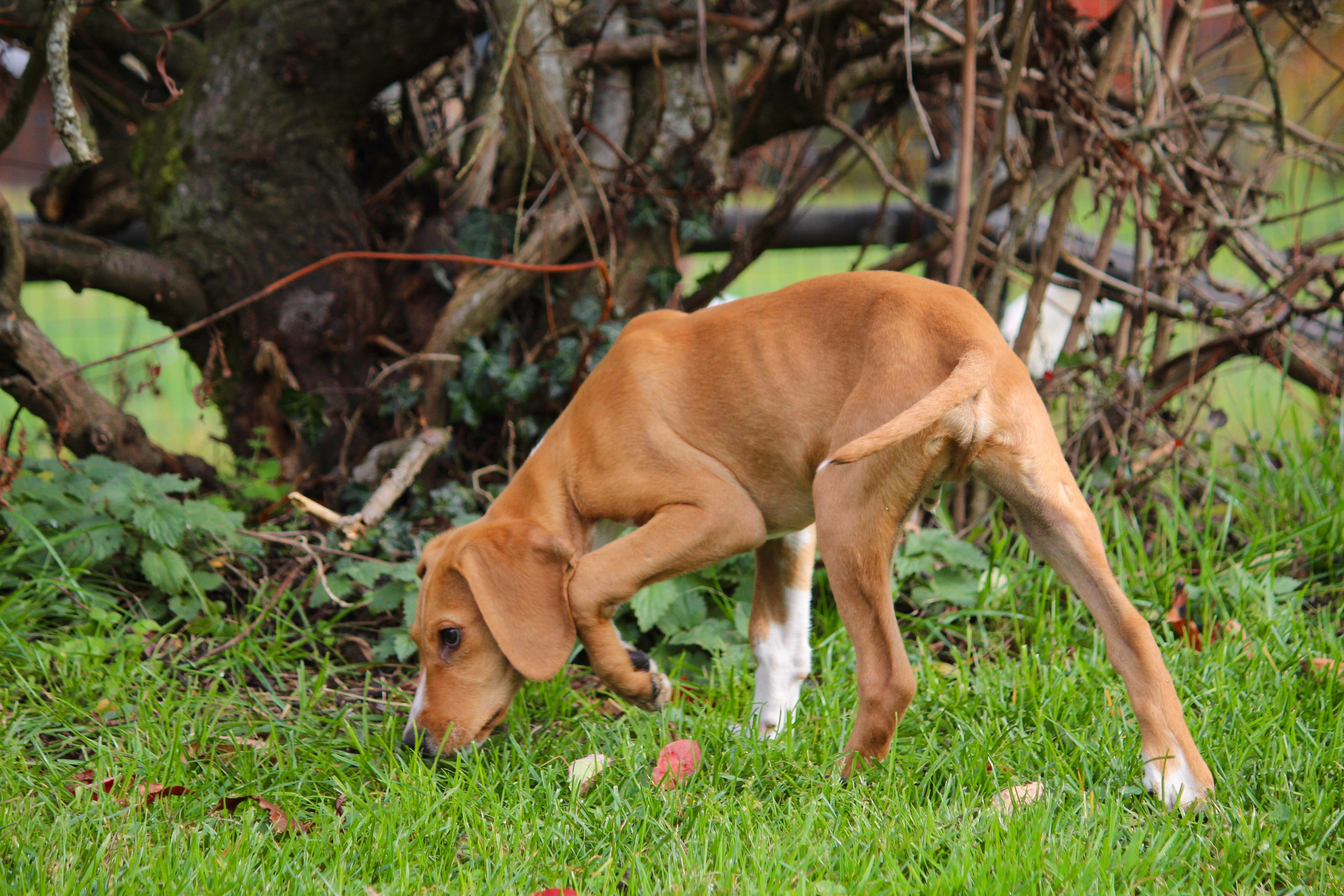 Junger Jagdhundmix, Tierschutz, Krambambulli Jagdhundhilfe e.V.
