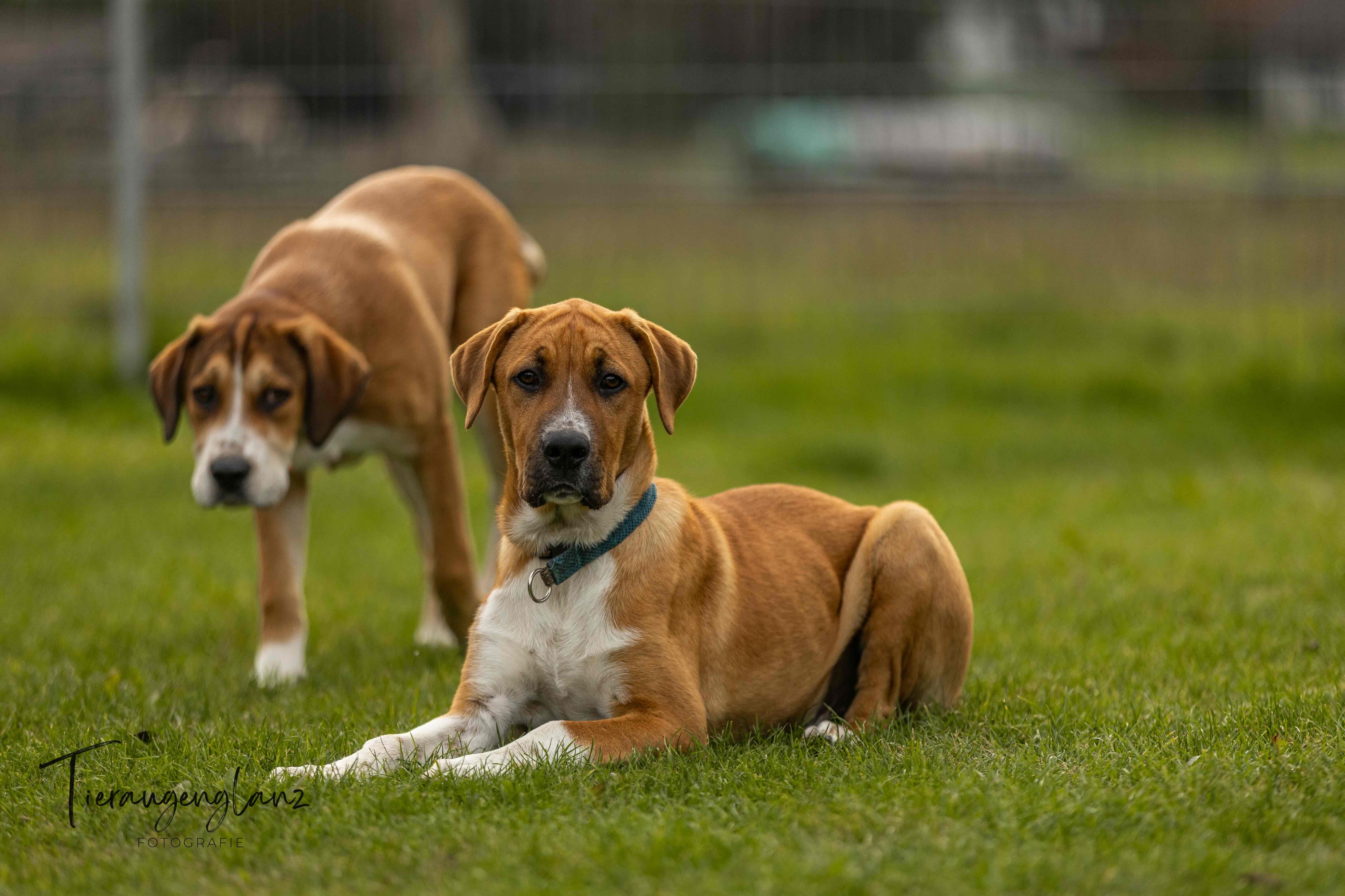 English Setter Mix, Tierschutz, Krambambulli Jagdhundhilfe e.V.